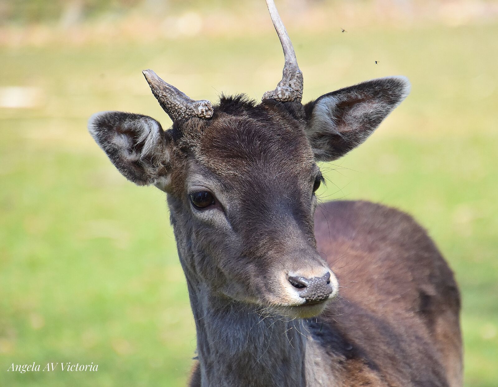 Nikon D3400 sample photo. Deer, baby, wild photography