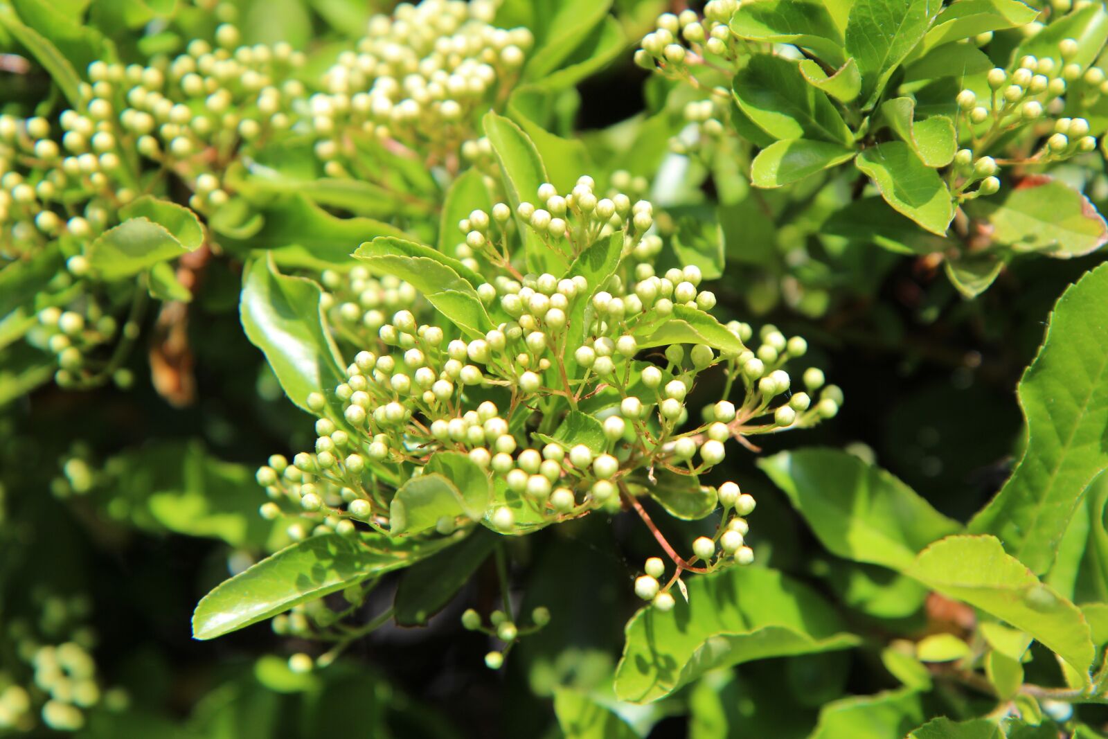 Canon EOS 600D (Rebel EOS T3i / EOS Kiss X5) sample photo. Pyracantha, pyracantha shrub, flowers photography