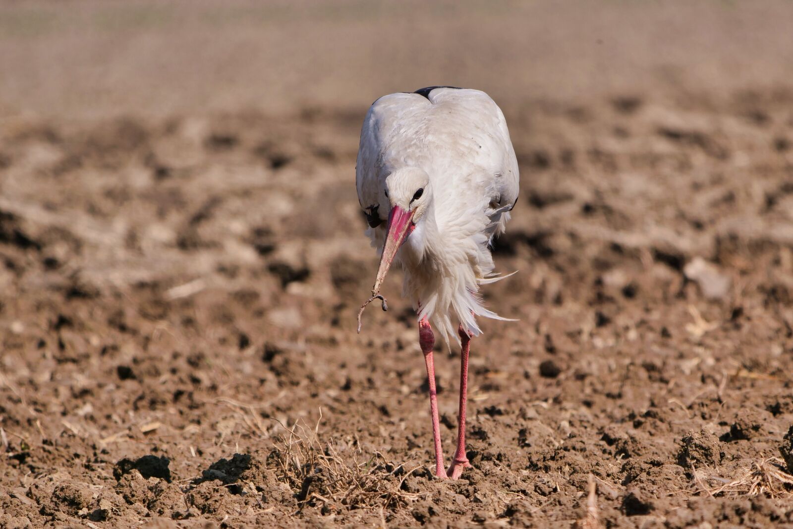 Panasonic Lumix DC-G9 sample photo. Stork, group, field photography