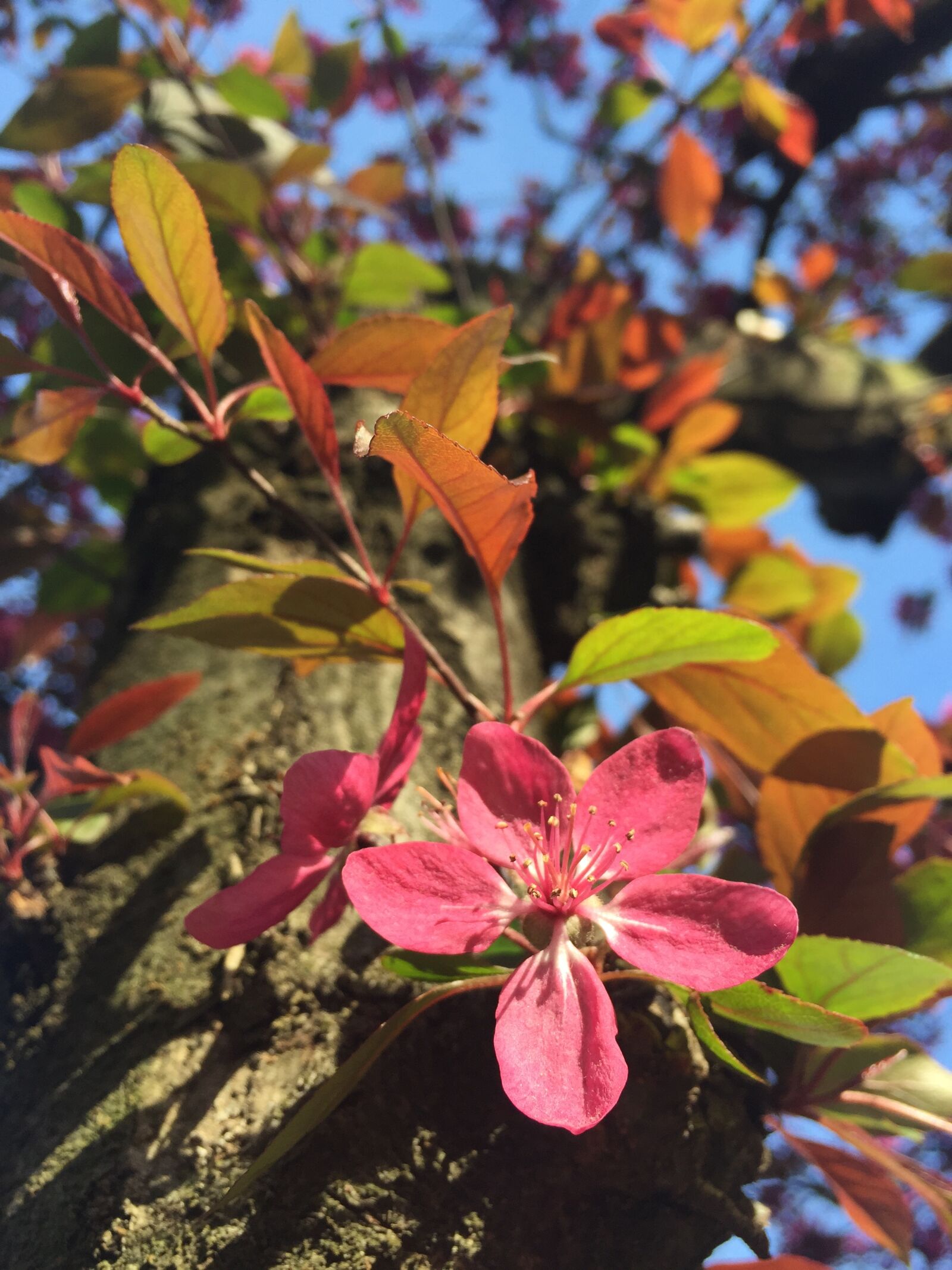 Apple iPhone 6 sample photo. Bud, flower, tree photography