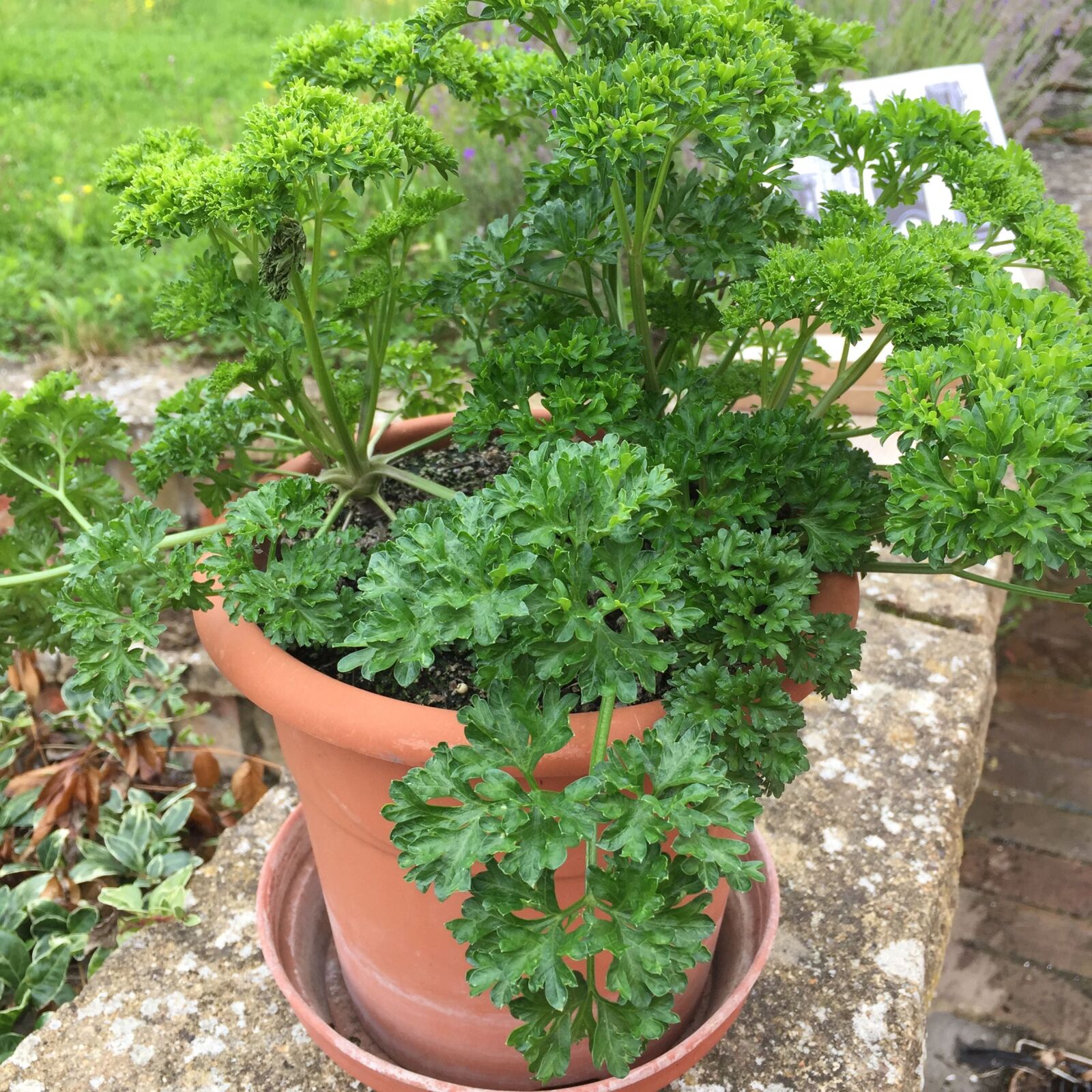 Apple iPhone 6 sample photo. Parsley, pot photography