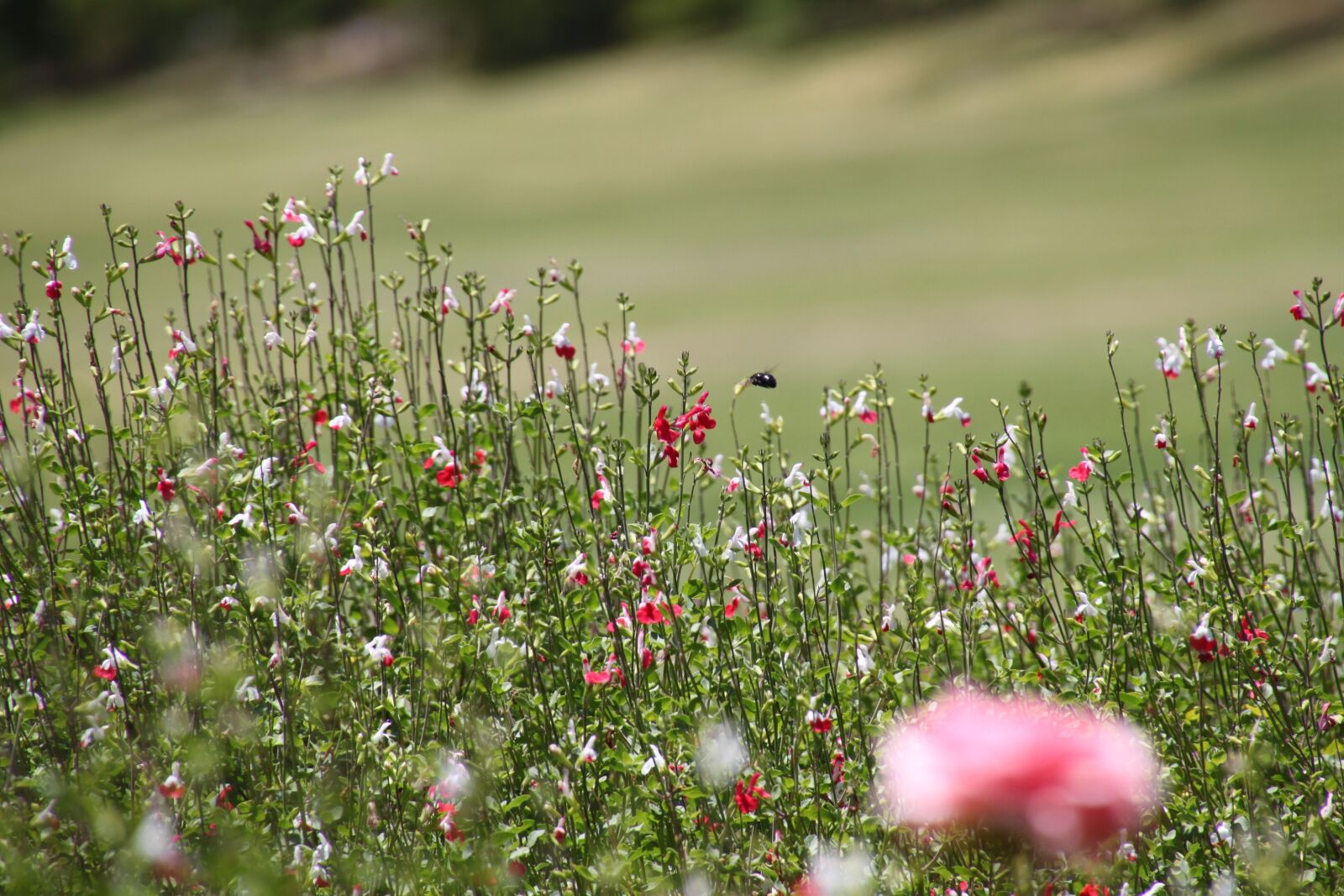 Canon EOS 500D (EOS Rebel T1i / EOS Kiss X3) sample photo. Meadow, grass, flowers photography