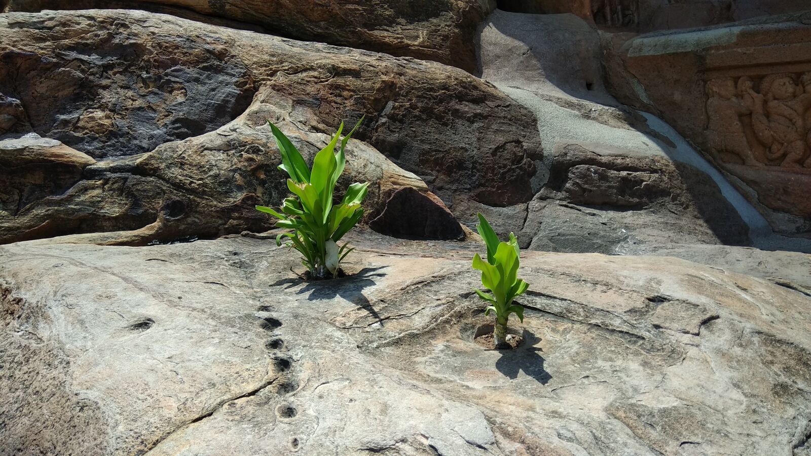 Xiaomi Redmi Note 4 sample photo. Rock, plant, survive photography