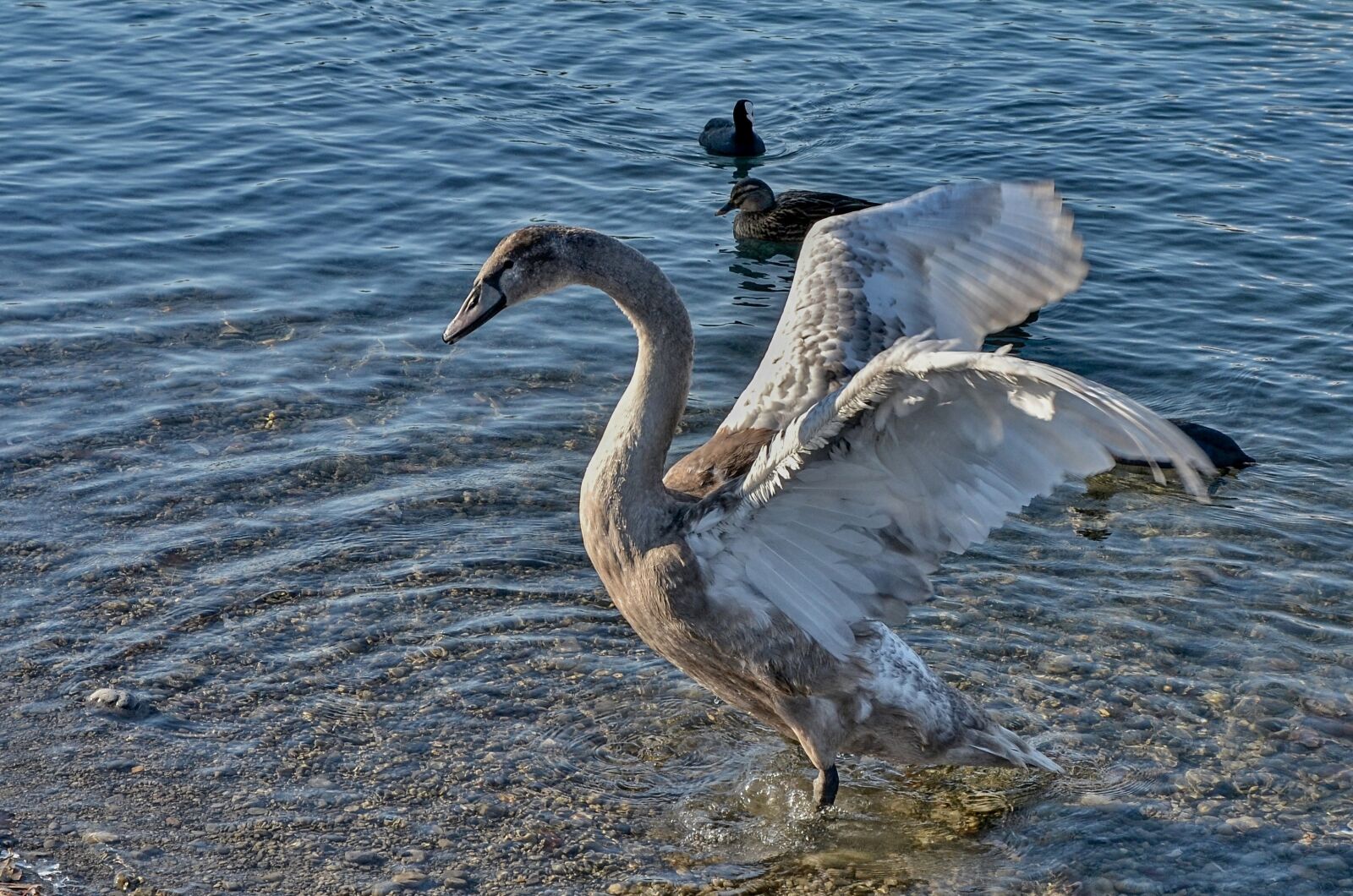 Nikon D7000 sample photo. Swan, water, schwimmvogel photography