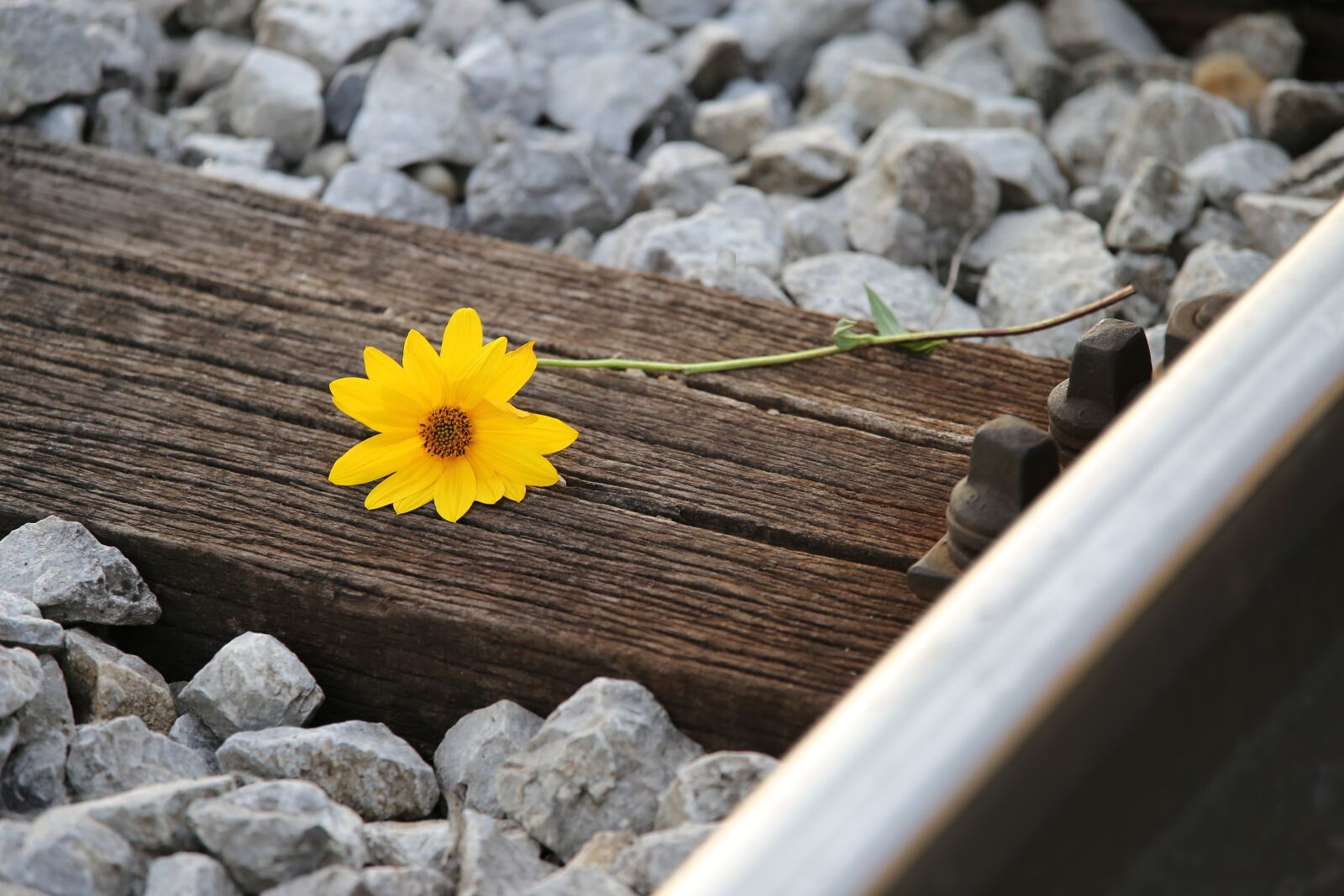 Tamron 70-210mm F4 Di VC USD sample photo. Rail track, outdoor, flower photography