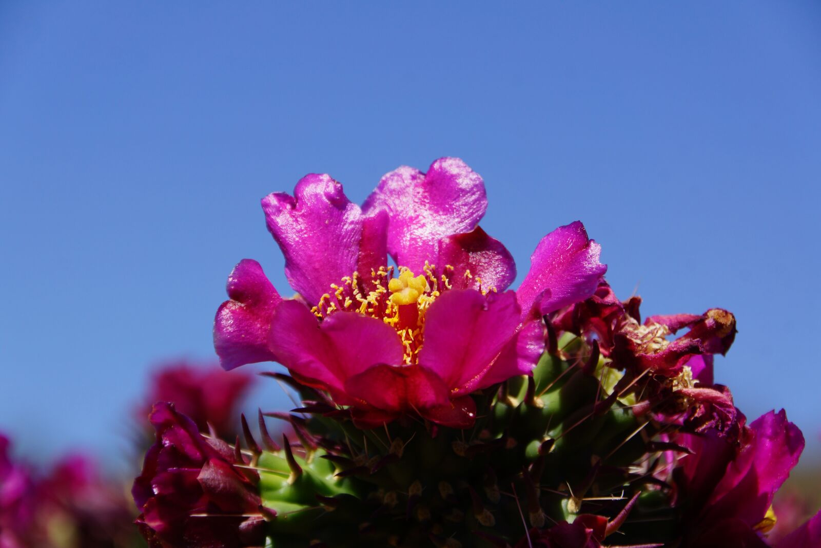 Sony DT 18-250mm F3.5-6.3 sample photo. Desert, cactus, flower photography