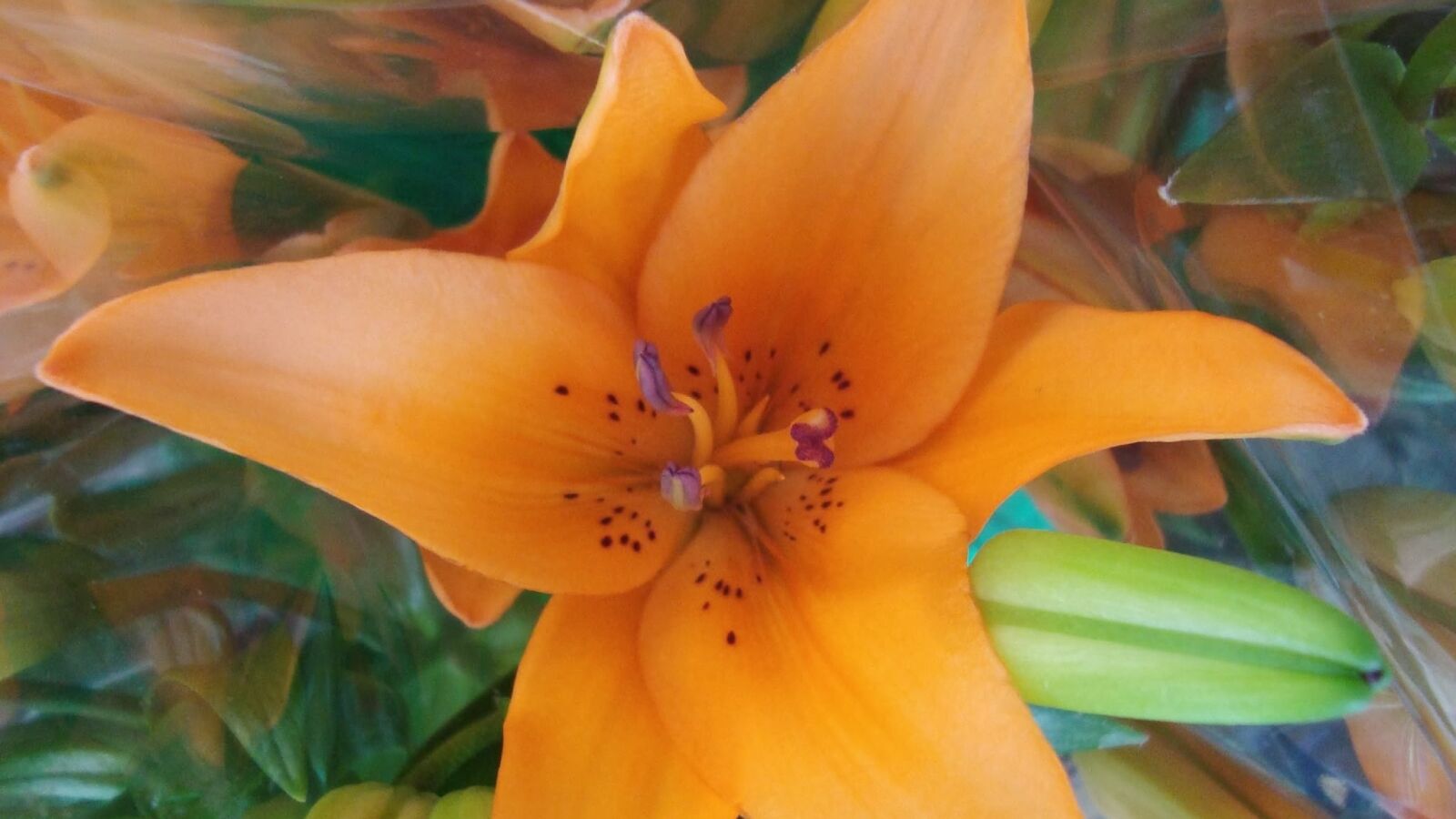 Sony Cyber-shot DSC-W120 sample photo. Orange flower, flower, plant photography