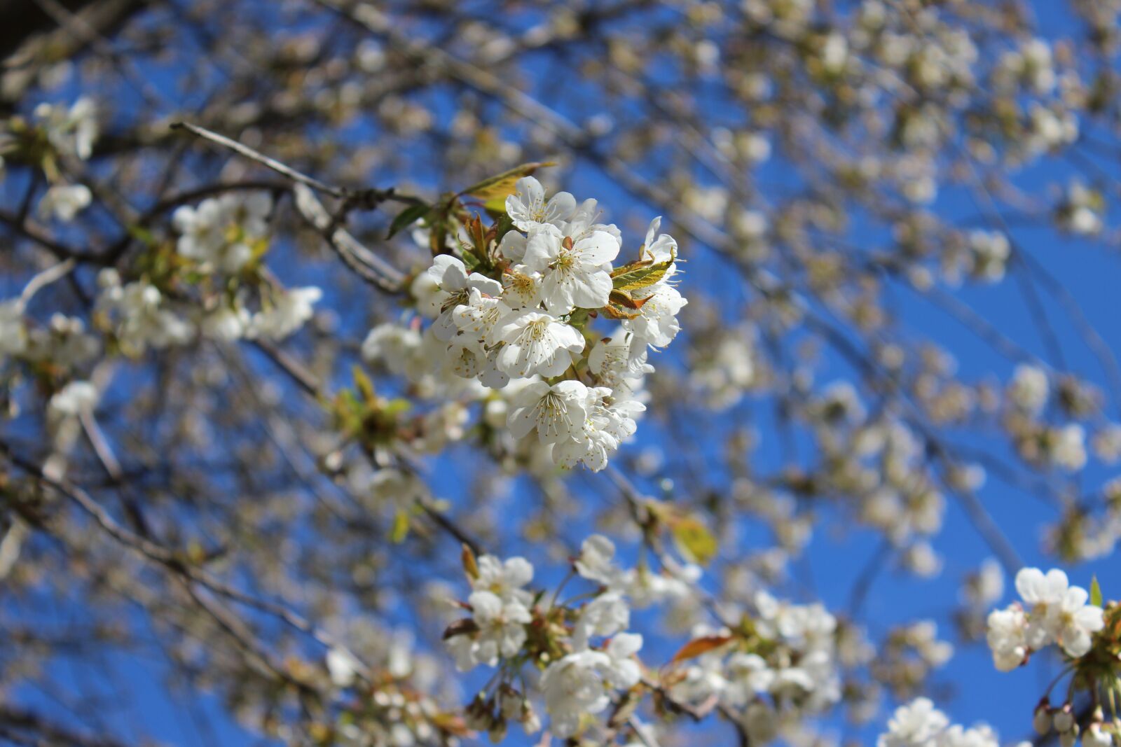 Canon EOS 600D (Rebel EOS T3i / EOS Kiss X5) sample photo. Cherry trees, close-up flower photography