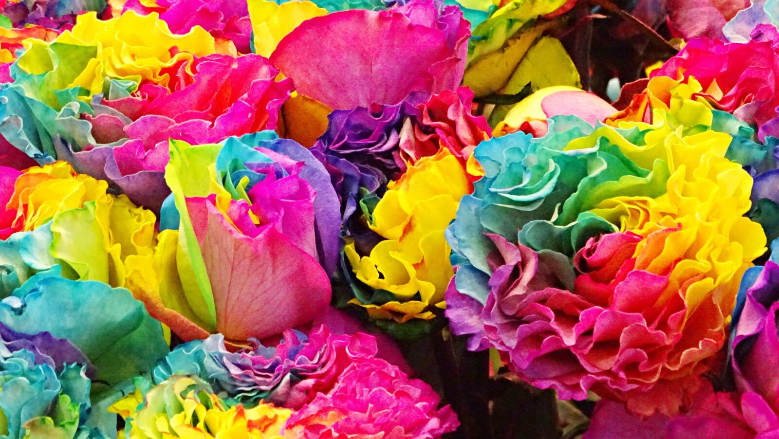 Sony Cyber-shot DSC-HX400V sample photo. Rose, flowers, flower photography