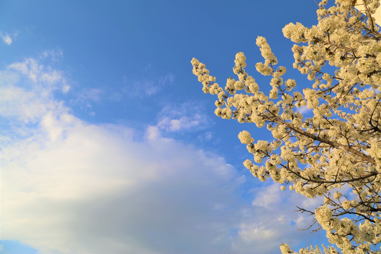 Canon EF 24-105mm F4L IS USM sample photo. Nature, sky, blue sky photography