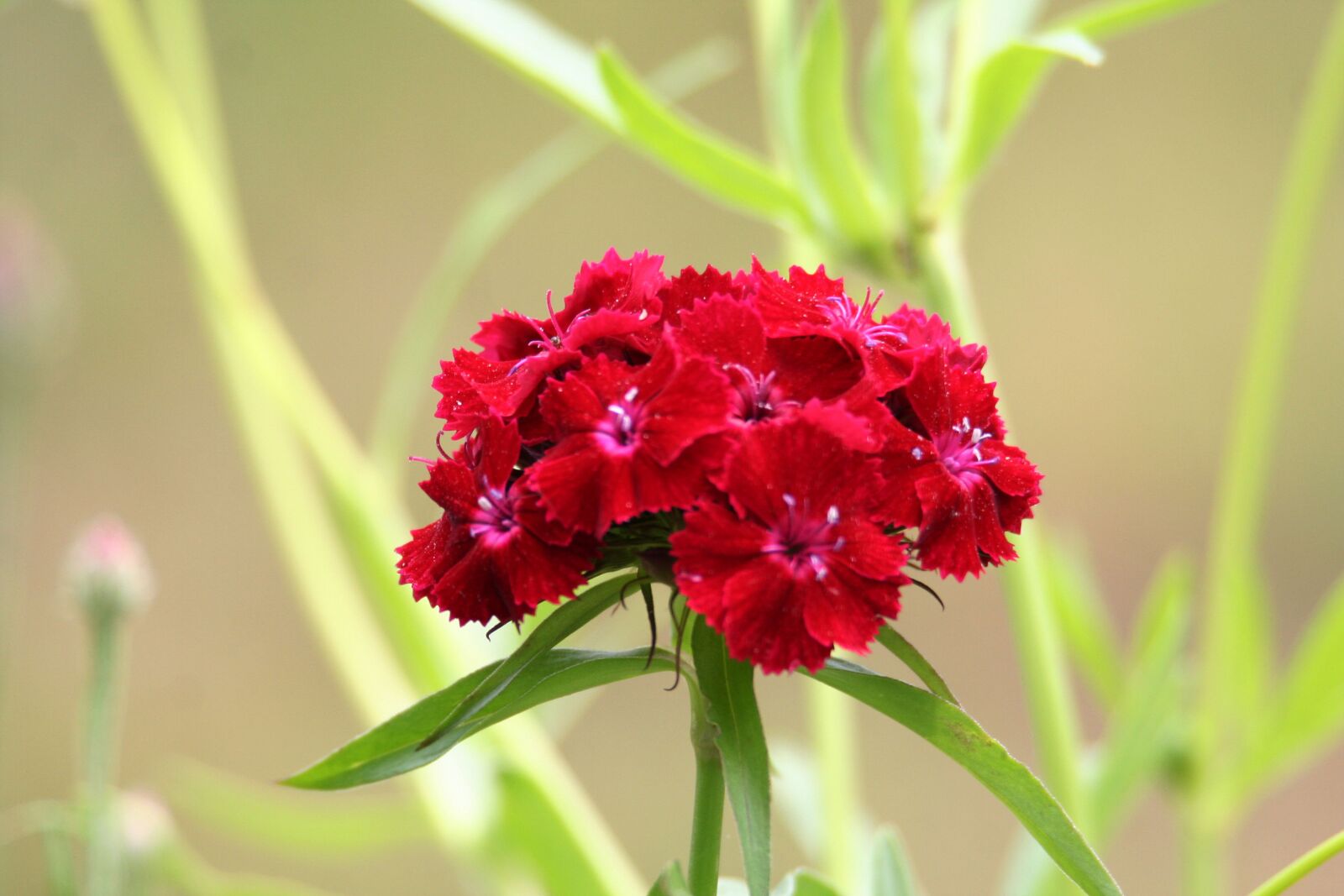 Canon EOS 350D (EOS Digital Rebel XT / EOS Kiss Digital N) sample photo. Flower, red, garden photography