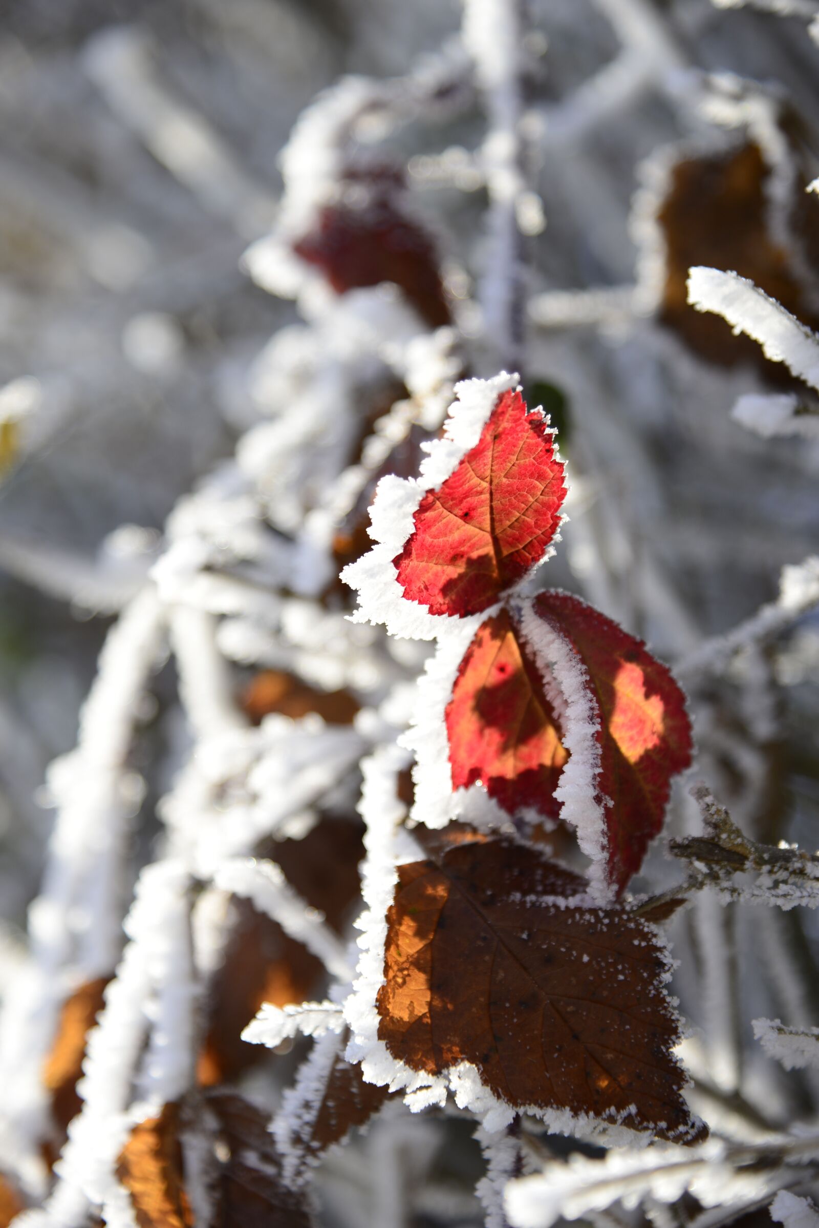 Nikon D610 sample photo. Hoarfrost, cold, winter photography