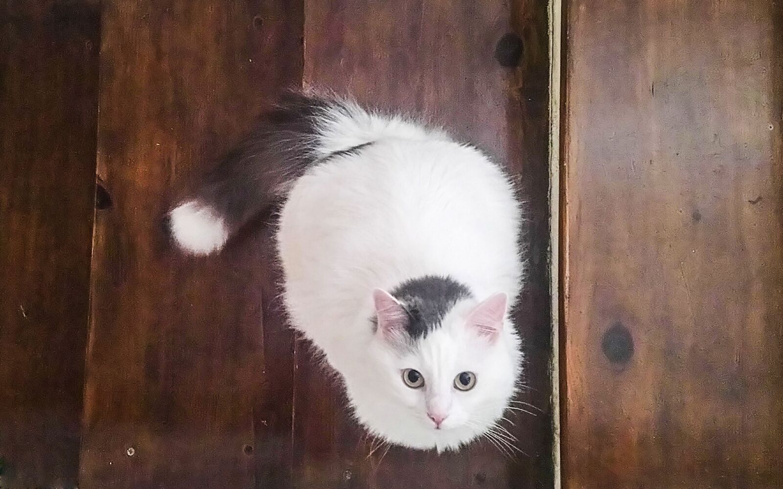 Sony Xperia XA1 Ultra sample photo. Cat, eyes, animal photography
