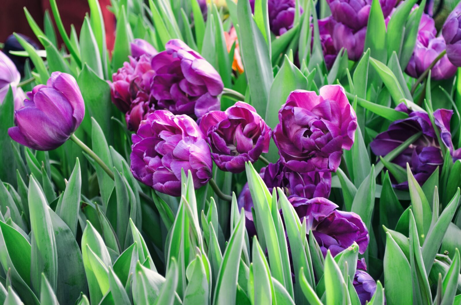 Nikon D5100 sample photo. Tulip, flower, garden photography