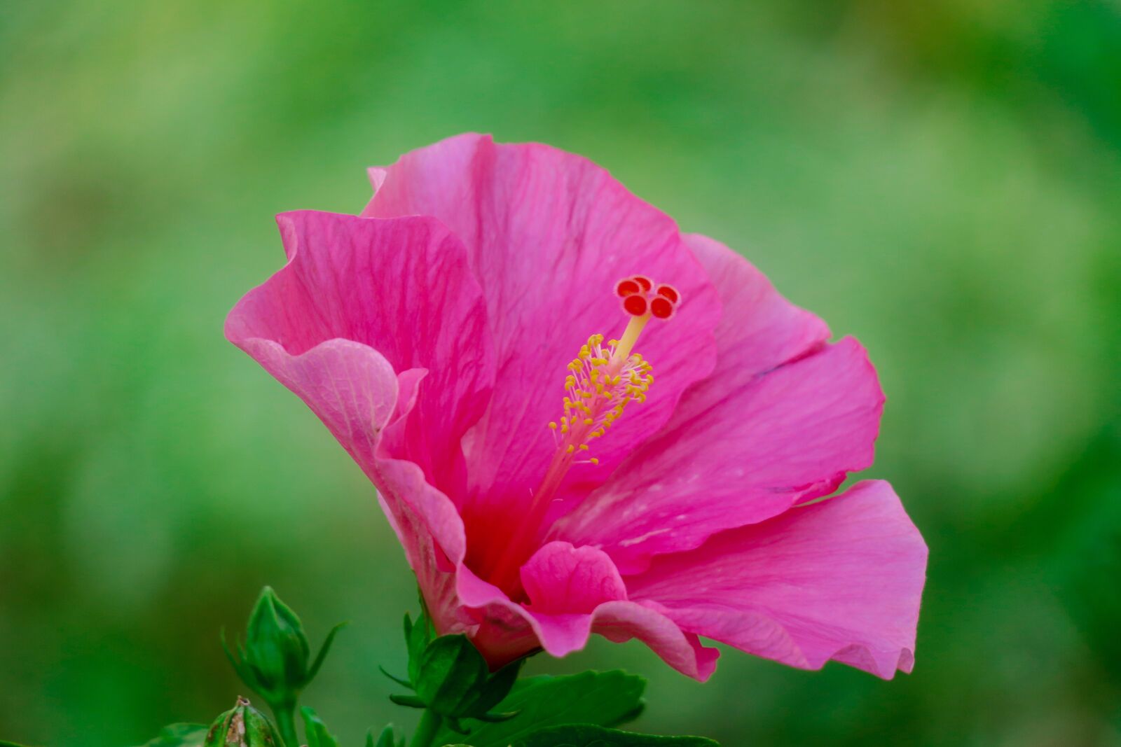Canon PowerShot G3 X sample photo. Hong kong, hibiscus, plant photography