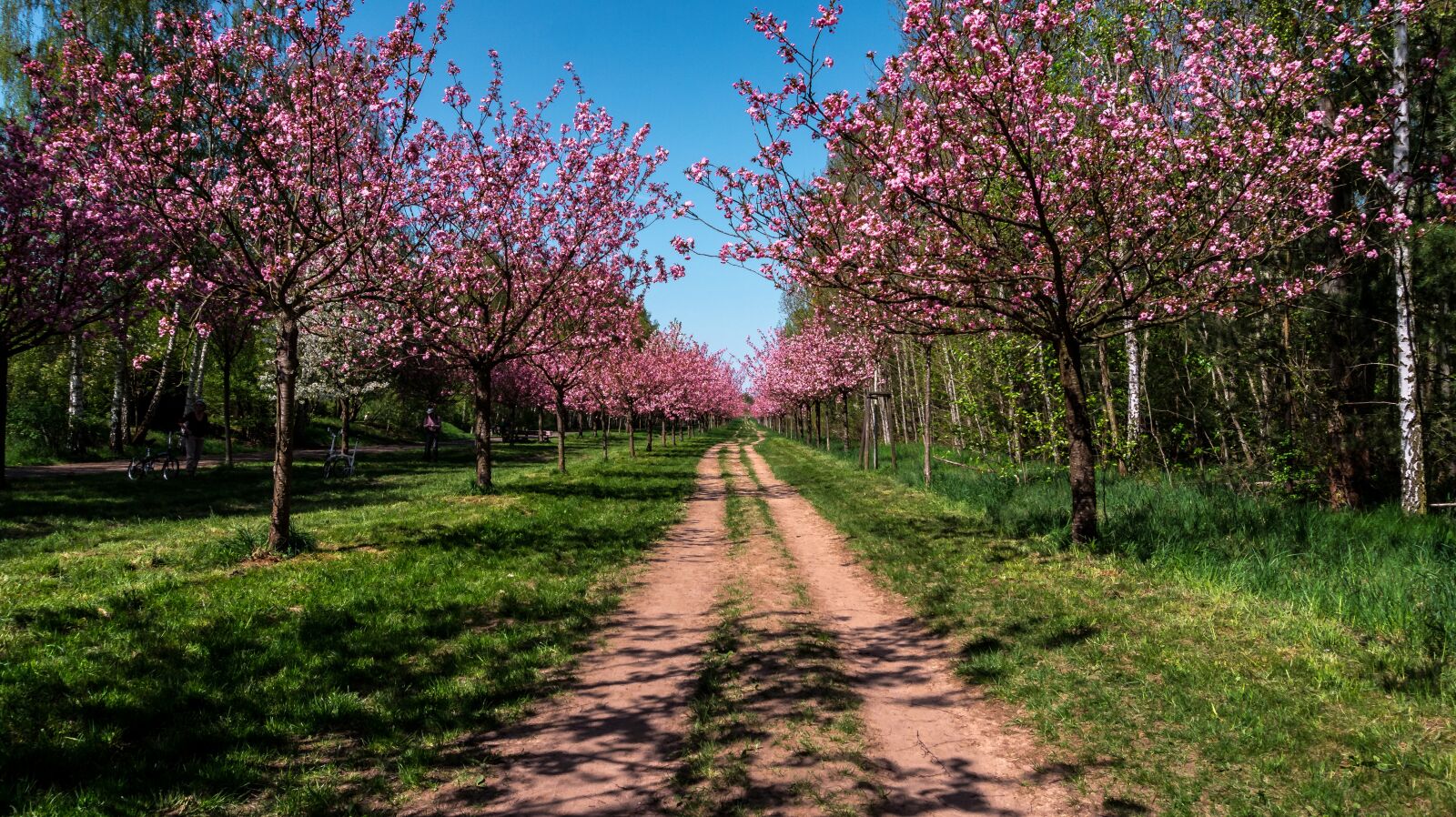 Sony Alpha a5000 (ILCE 5000) sample photo. Tree, season, nature photography