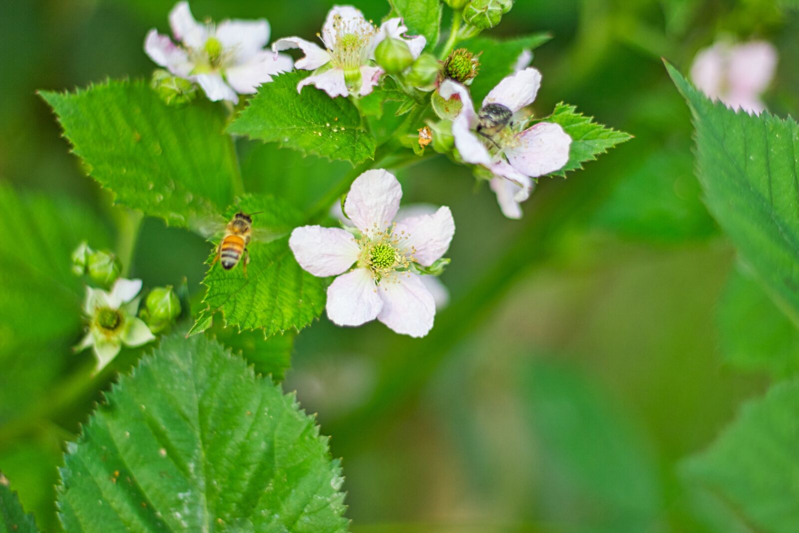 Canon EOS 550D (EOS Rebel T2i / EOS Kiss X4) + Canon EF 50mm F1.8 STM sample photo. Bee, flowers, insect photography