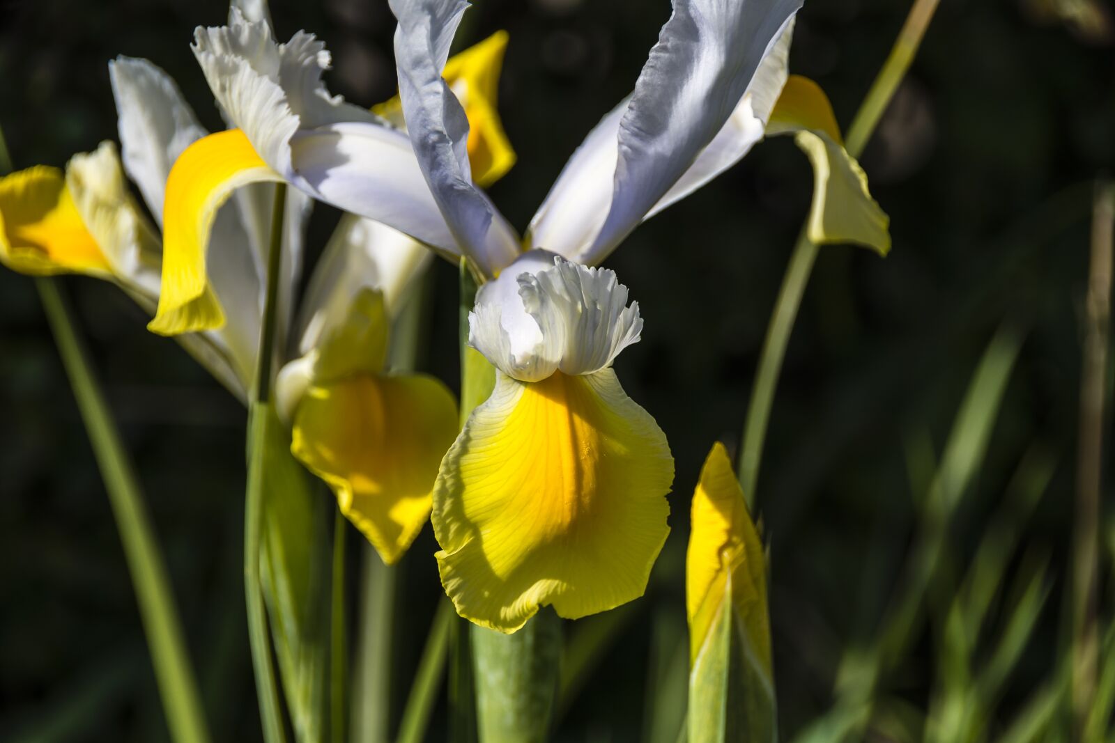 Nikon D7200 sample photo. Flora, flower, iris photography