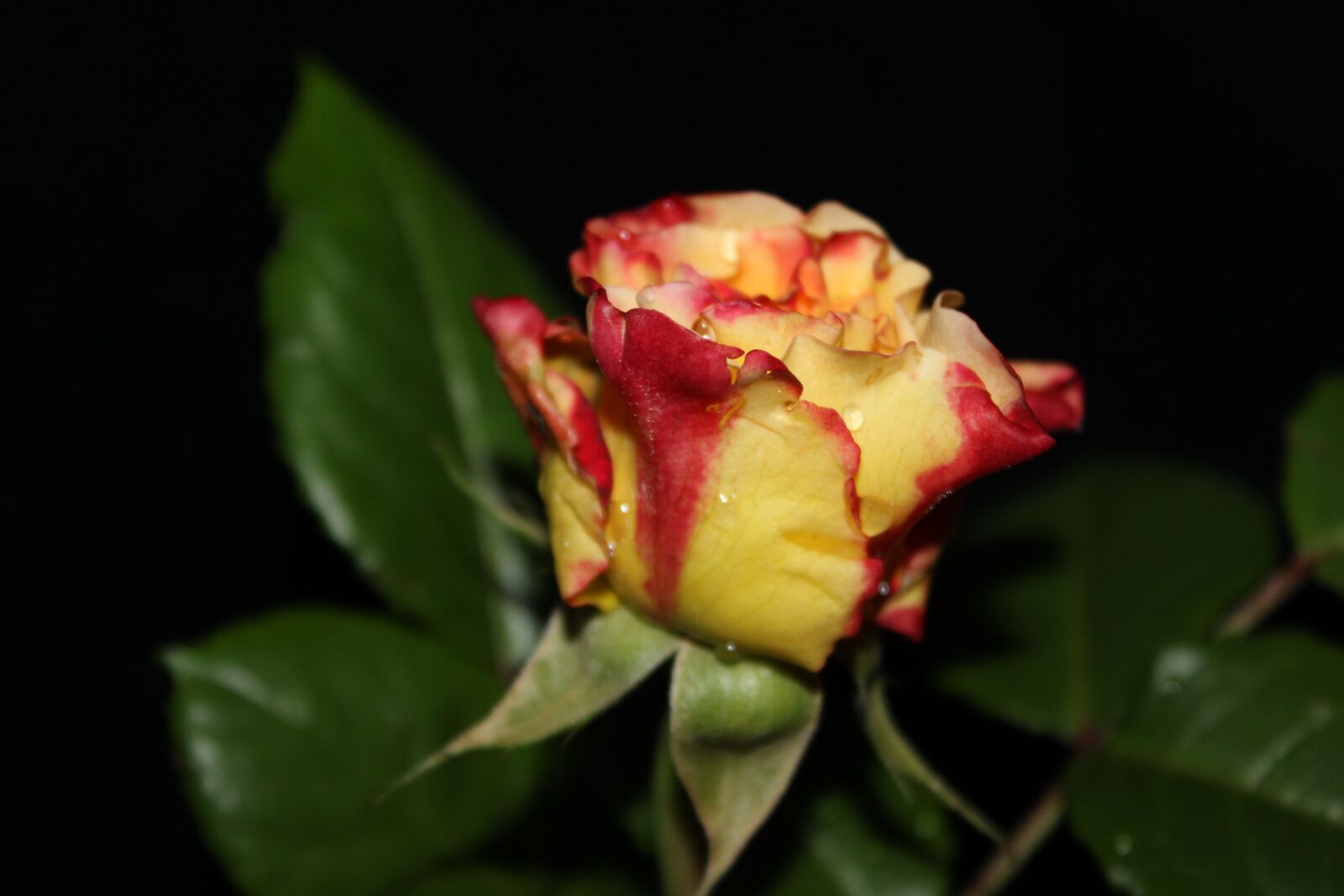 Canon EOS 600D (Rebel EOS T3i / EOS Kiss X5) sample photo. Rose, yellow, red photography
