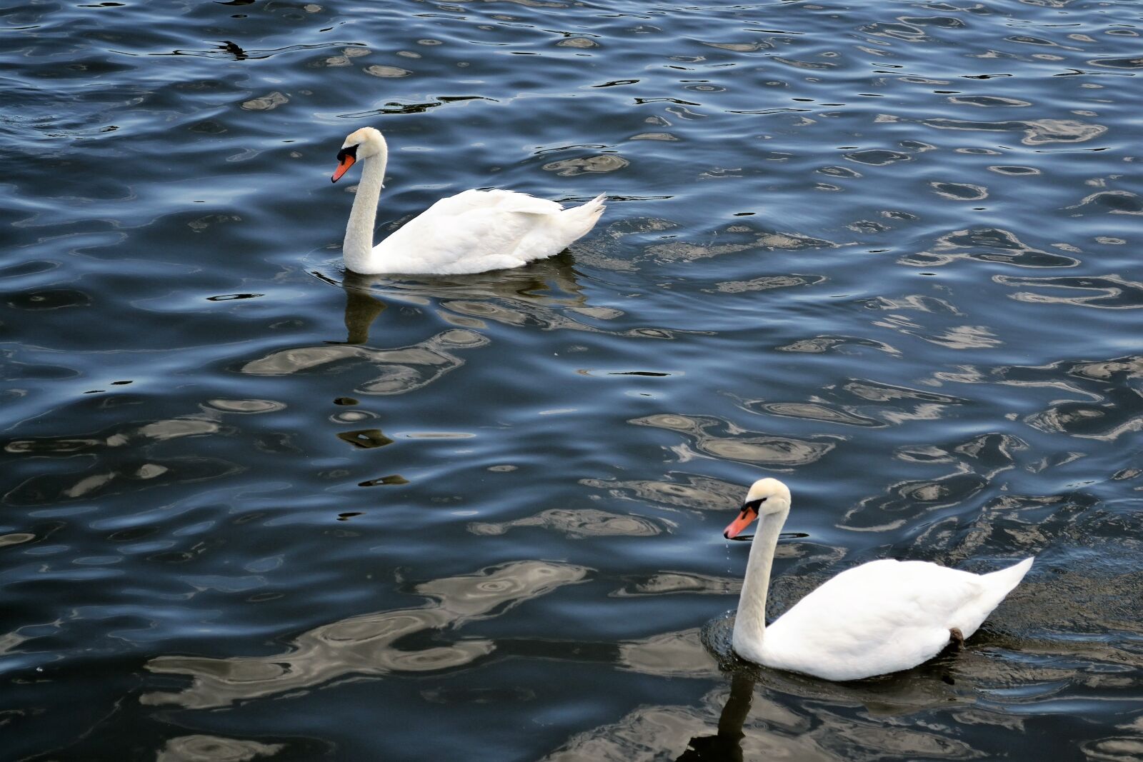 Nikon D3100 sample photo. Swans, river, lake photography