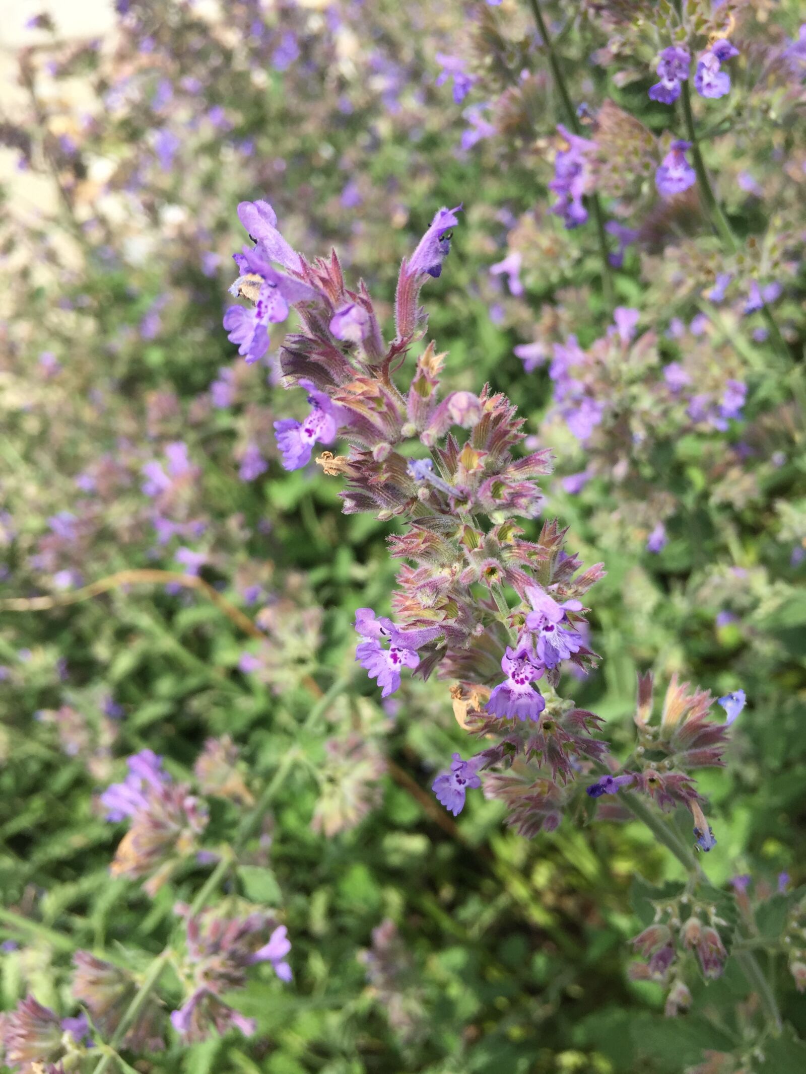 iPhone 6 back camera 4.15mm f/2.2 sample photo