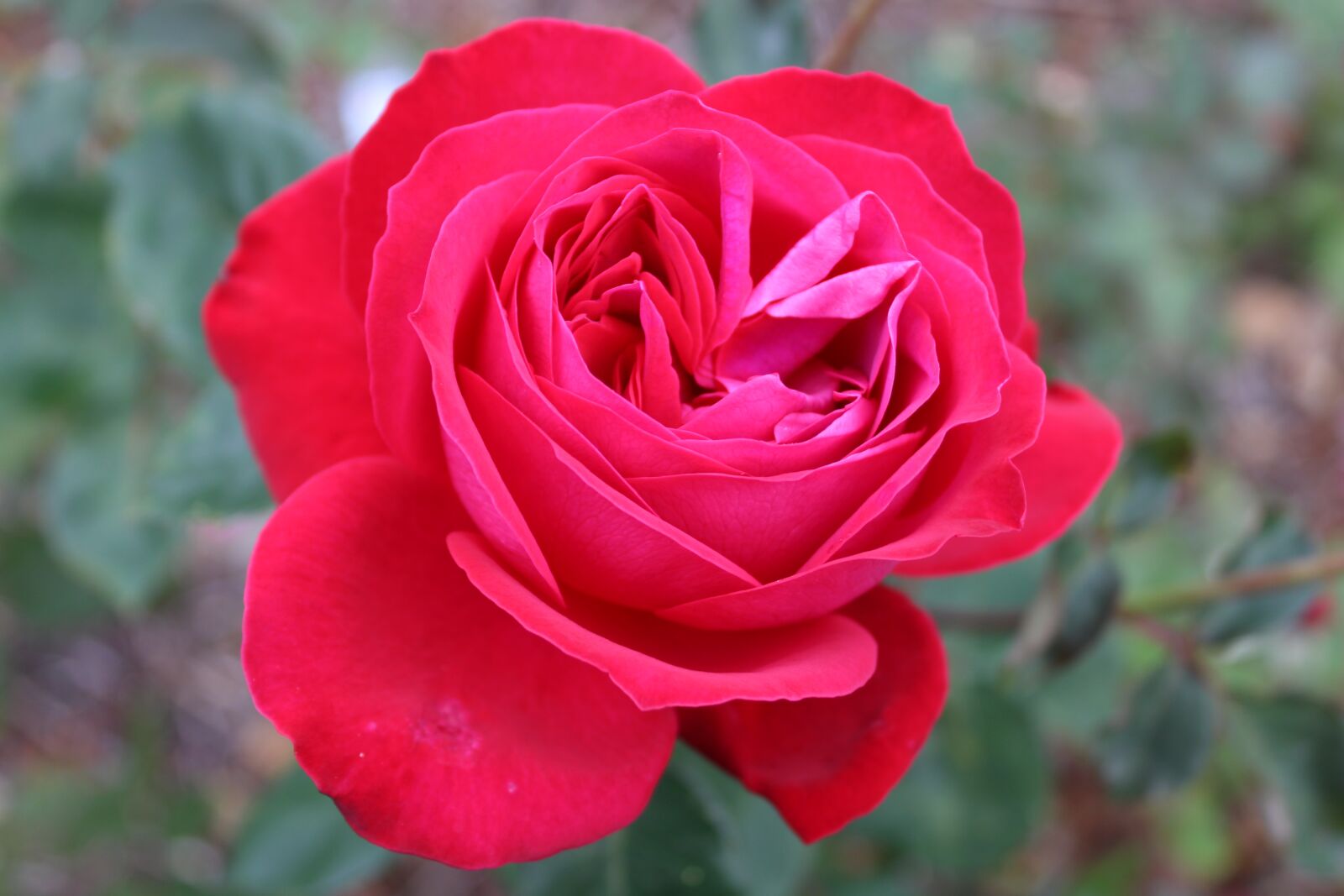 Canon EOS 2000D (EOS Rebel T7 / EOS Kiss X90 / EOS 1500D) sample photo. Rose, red, flower photography