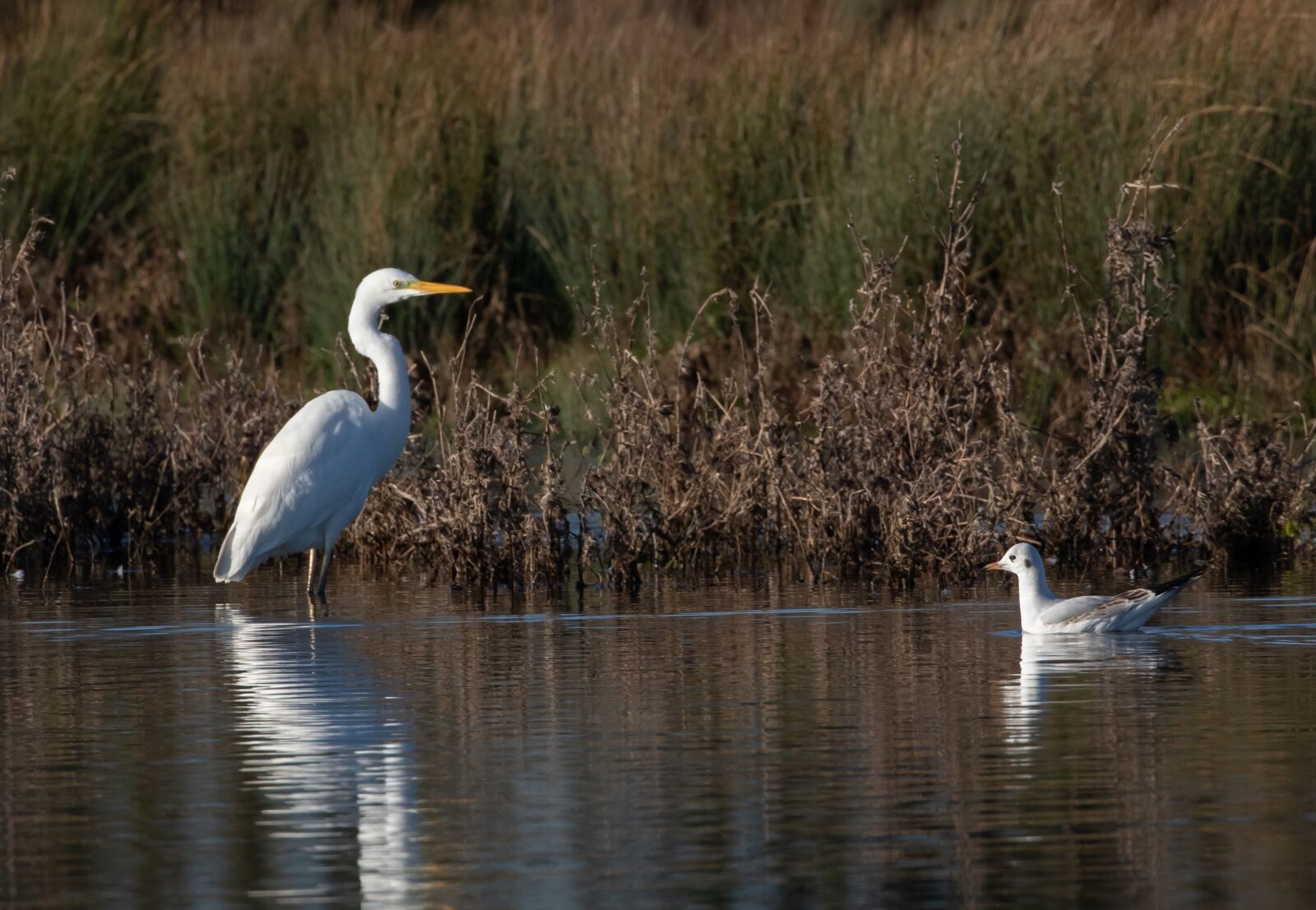 Canon EOS 7D Mark II sample photo. Great white egret, wading photography