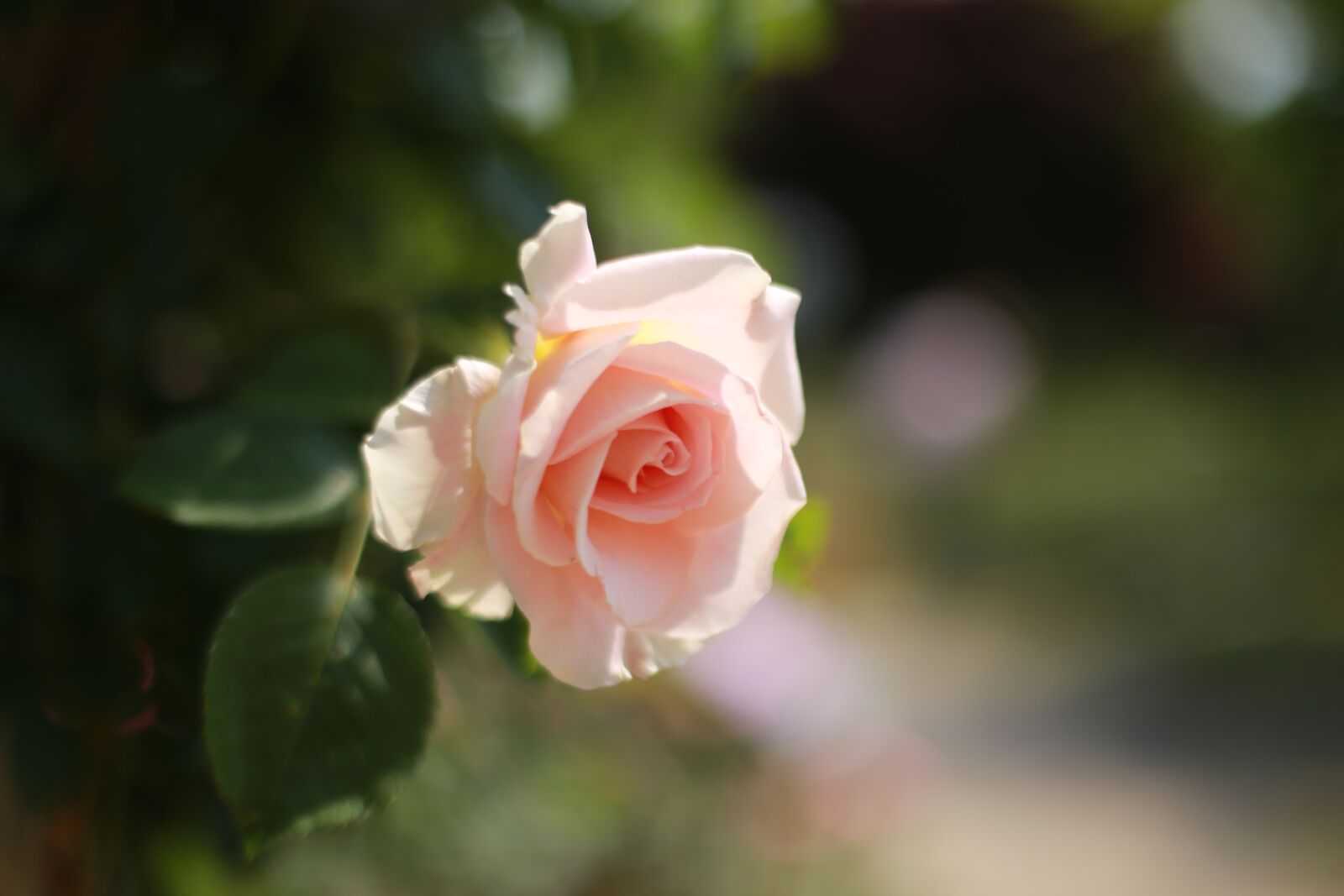 Canon EOS 6D + Canon EF 50mm F1.4 USM sample photo. Flowers, plants, nature photography