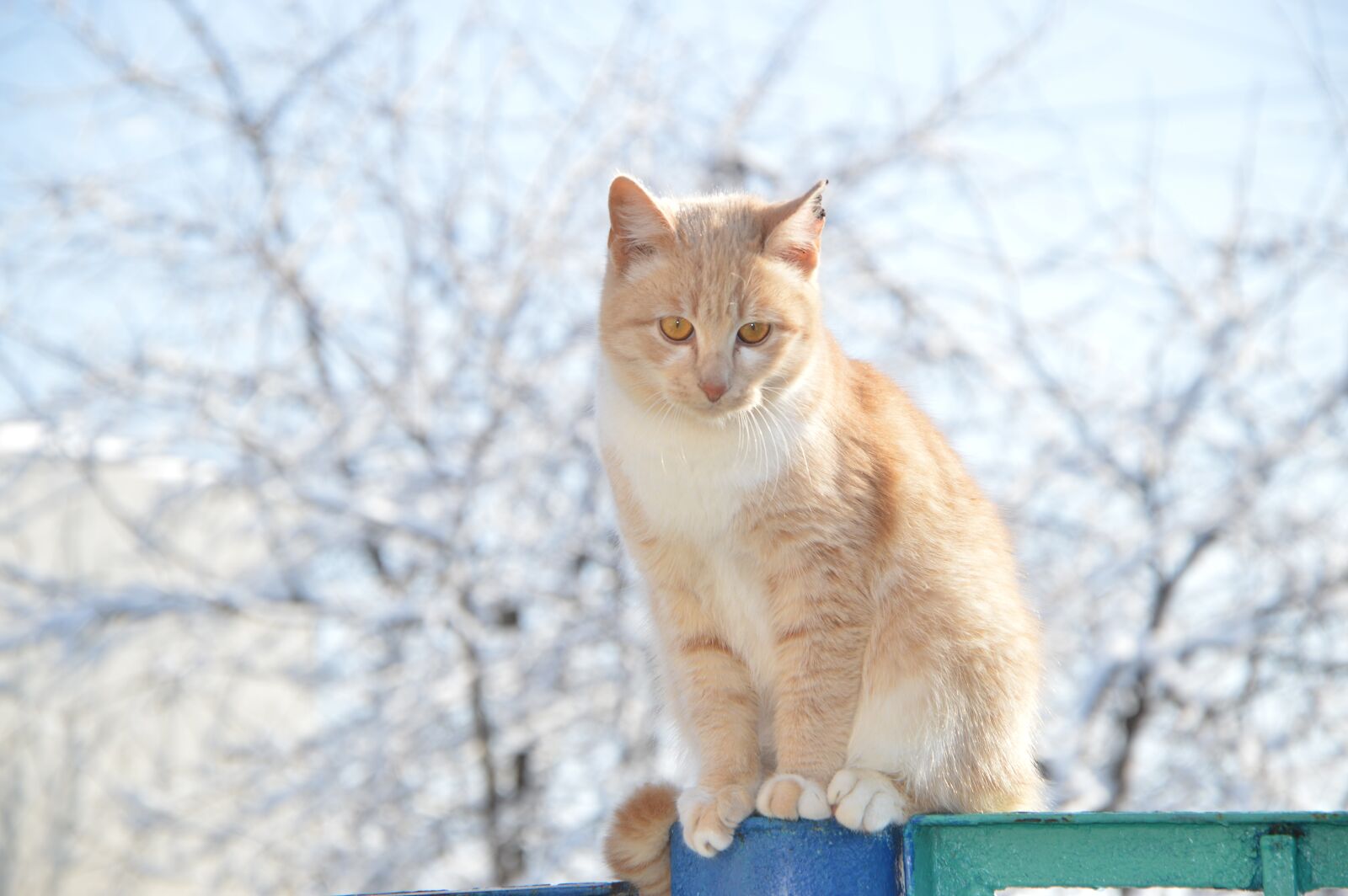 Nikon D3200 sample photo. Cat, redhead, winter photography