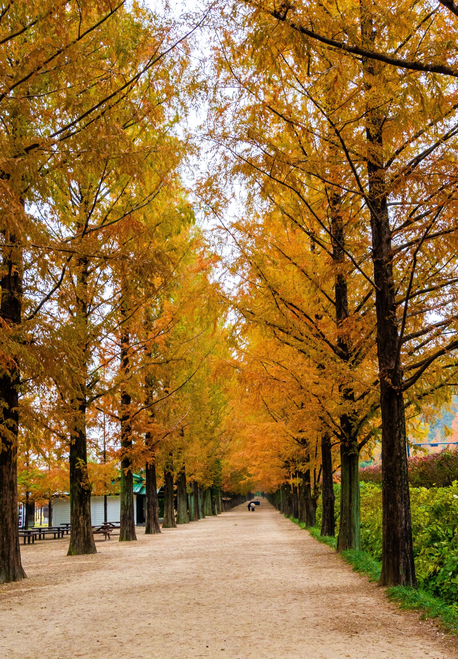 Nikon D7200 sample photo. Damyang, meta sequoia, autumn photography