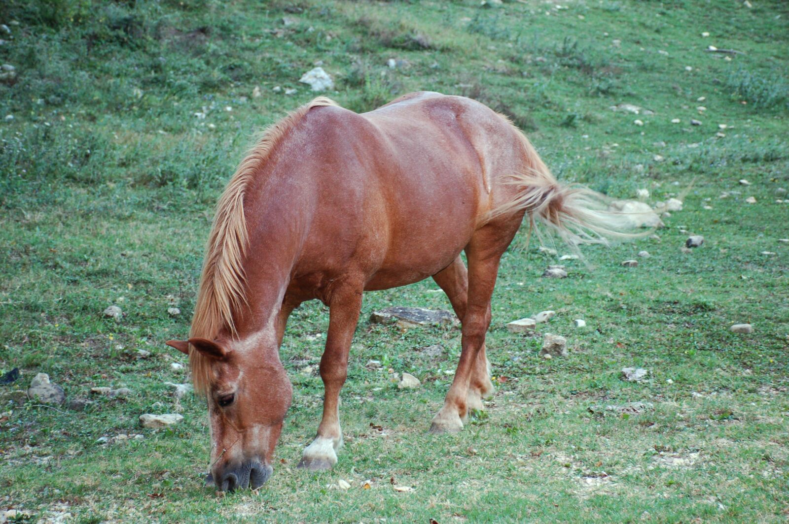 Nikon D50 sample photo. Horse, nature, animal photography