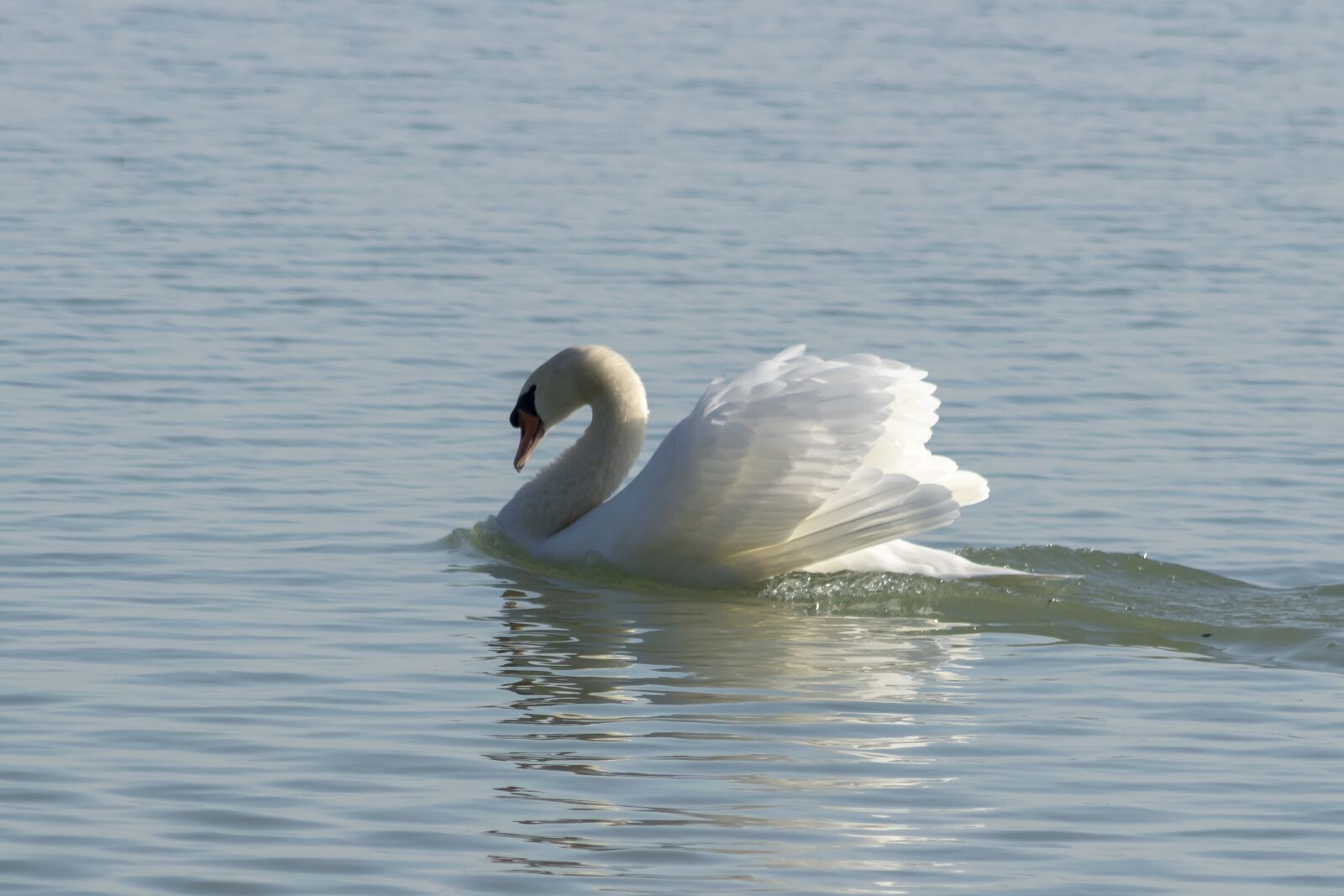 Canon EF75-300mm f/4-5.6 sample photo. Mute swan, bird, swim photography