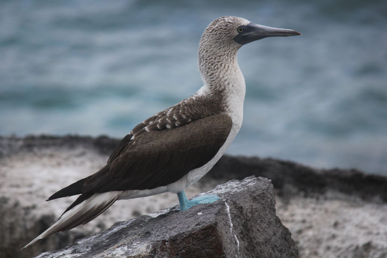 Canon EOS 550D (EOS Rebel T2i / EOS Kiss X4) sample photo. Blue-footed booby, galapagos, sula photography