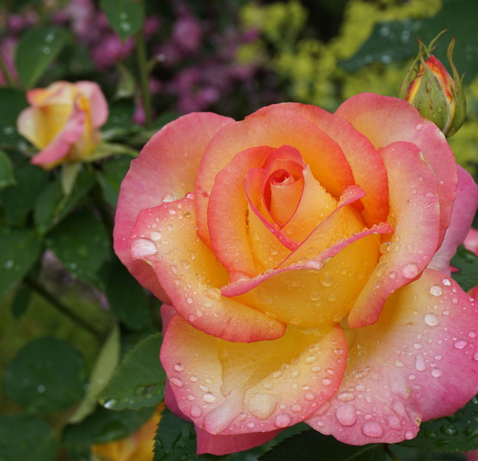 Sony a6000 sample photo. Garden, nature, flowers photography
