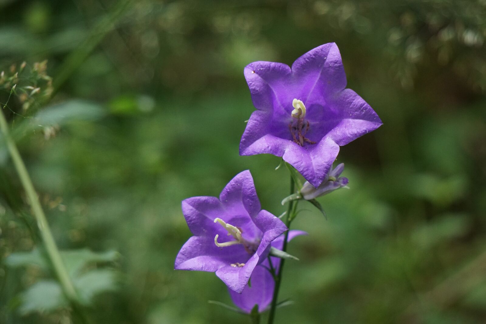 Sony E 55-210mm F4.5-6.3 OSS sample photo. Platycodon, balloon flower blue photography
