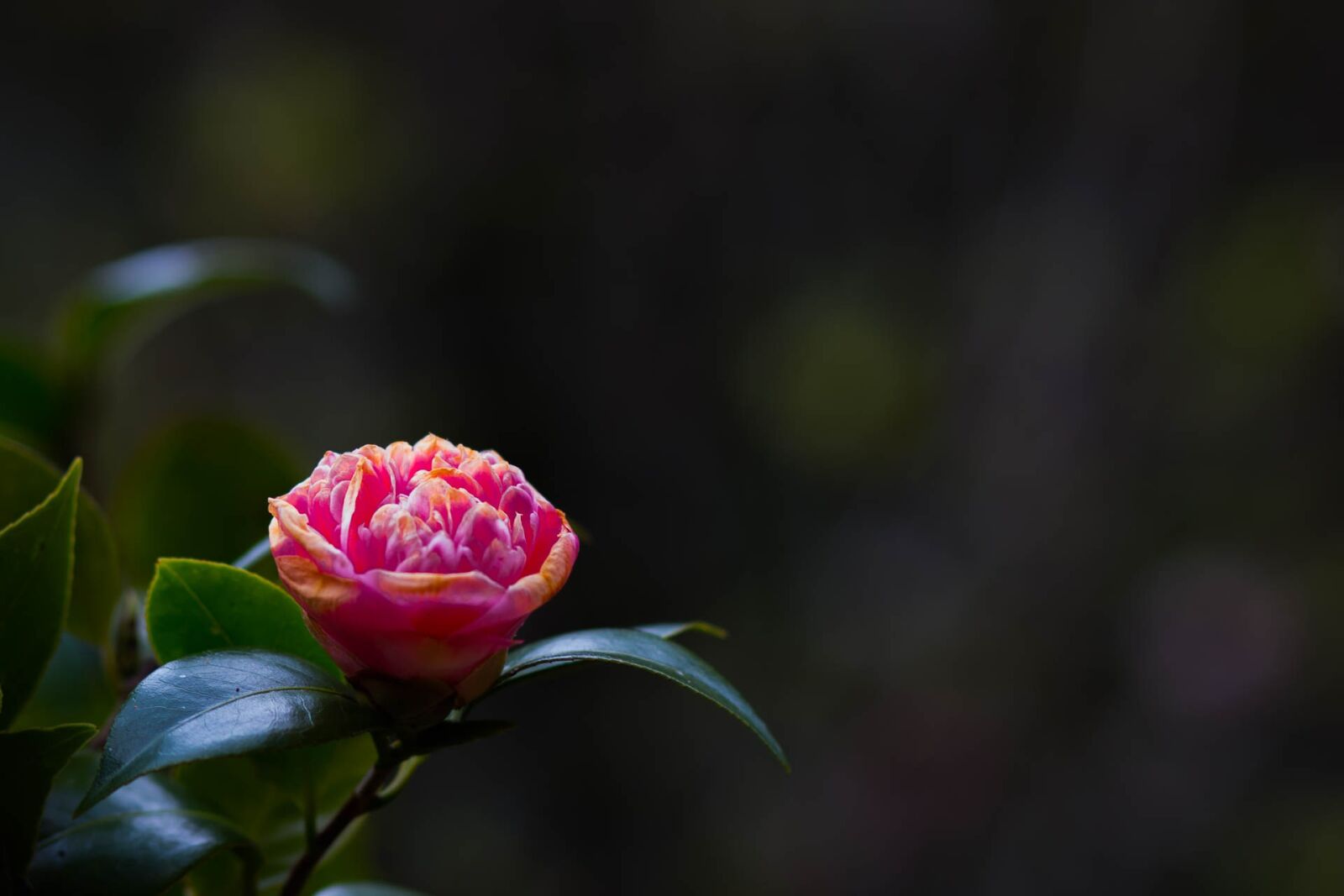 Canon EOS 70D sample photo. Flowers, rose, the pink photography