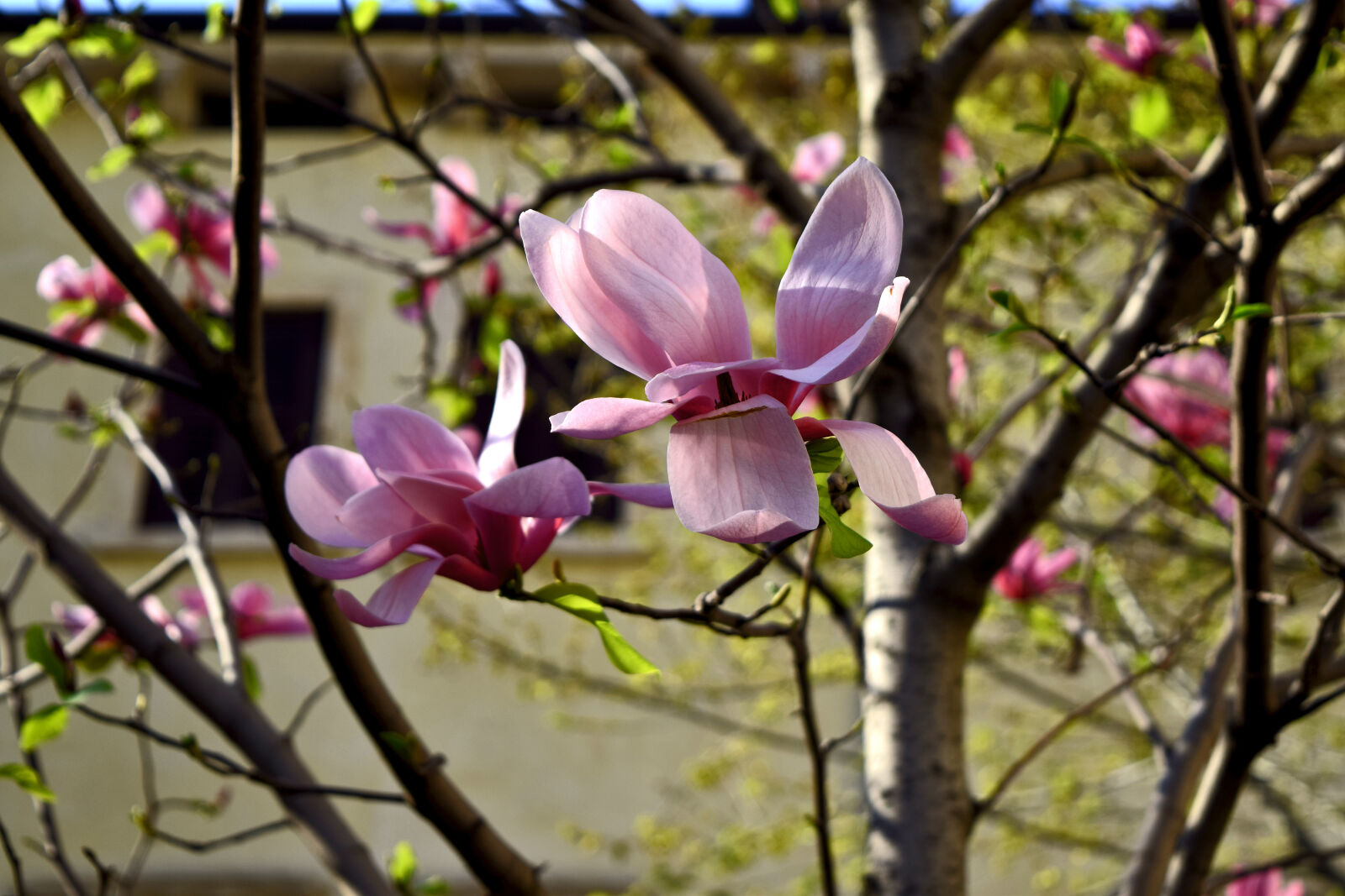 Nikon D3300 sample photo. Bloom, blossom, italy, magnolia photography