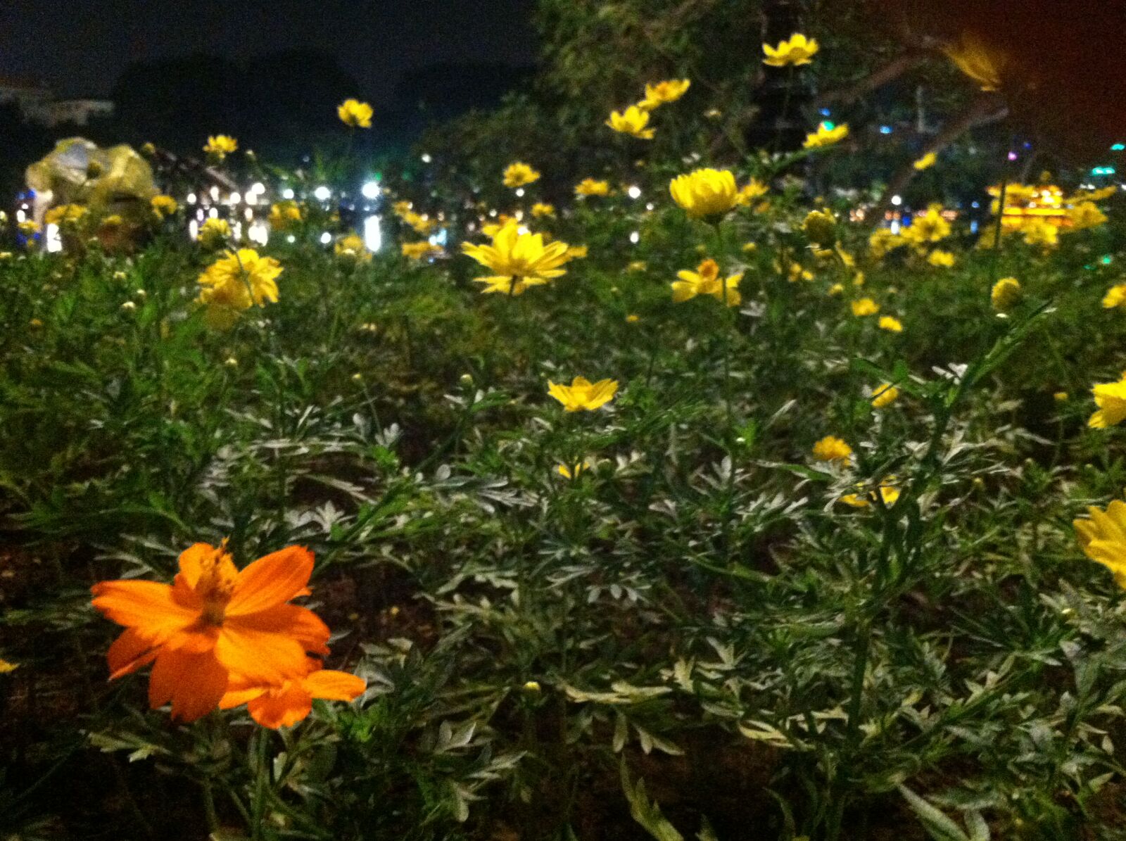 iPhone 4 back camera 3.85mm f/2.8 sample photo. Flower, flowers photography