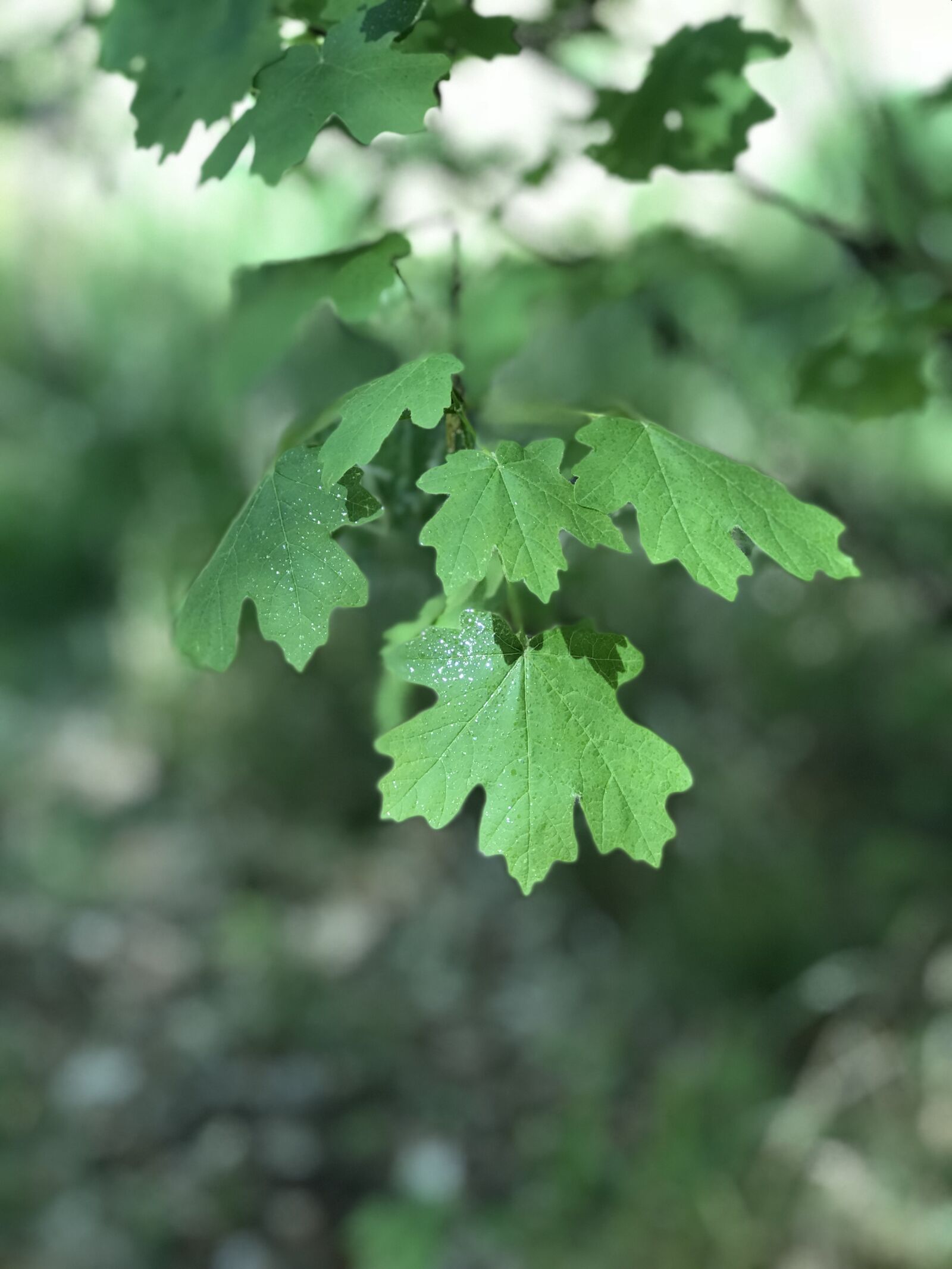 iPhone 7 Plus back dual camera 6.6mm f/2.8 sample photo. Green leaves, arizona, green photography