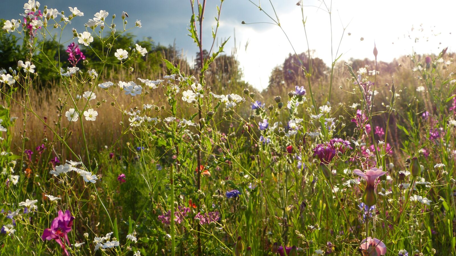 Panasonic Lumix DMC-FZ150 sample photo. Wild flowers, meadow, flowers photography