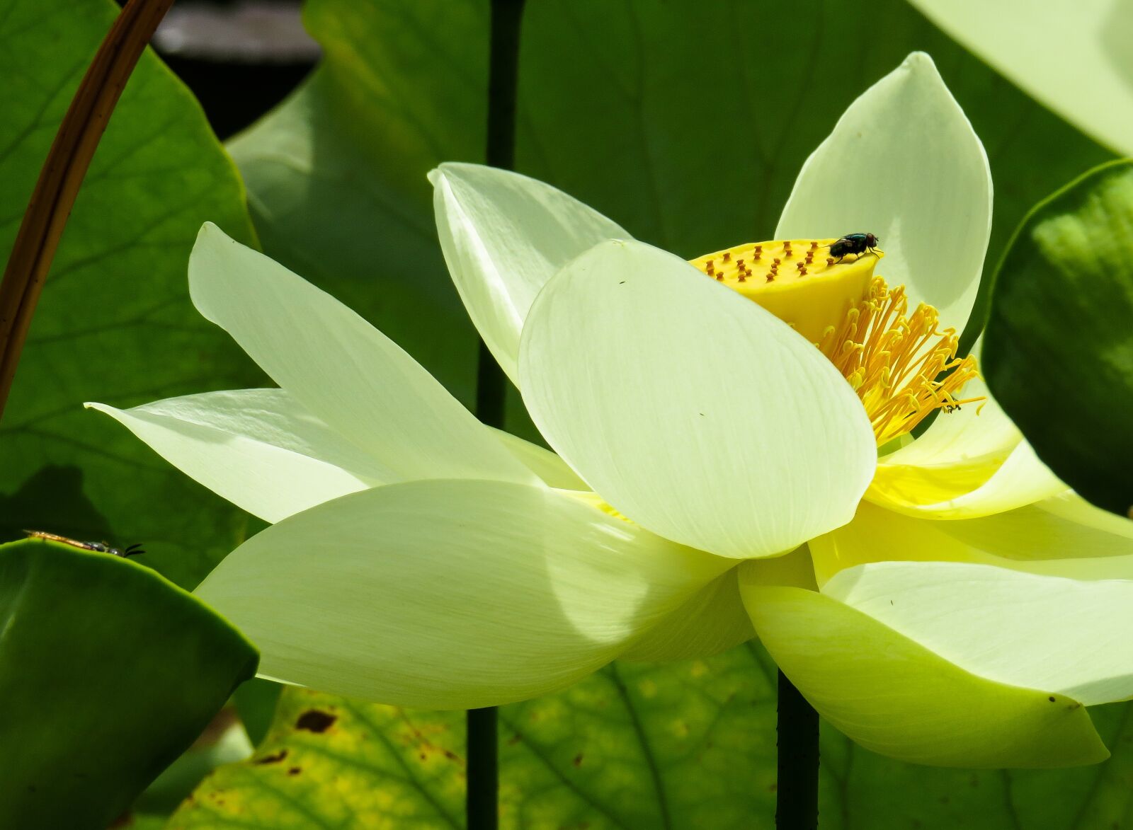Canon PowerShot SX50 HS sample photo. Nature, plant, blossom photography