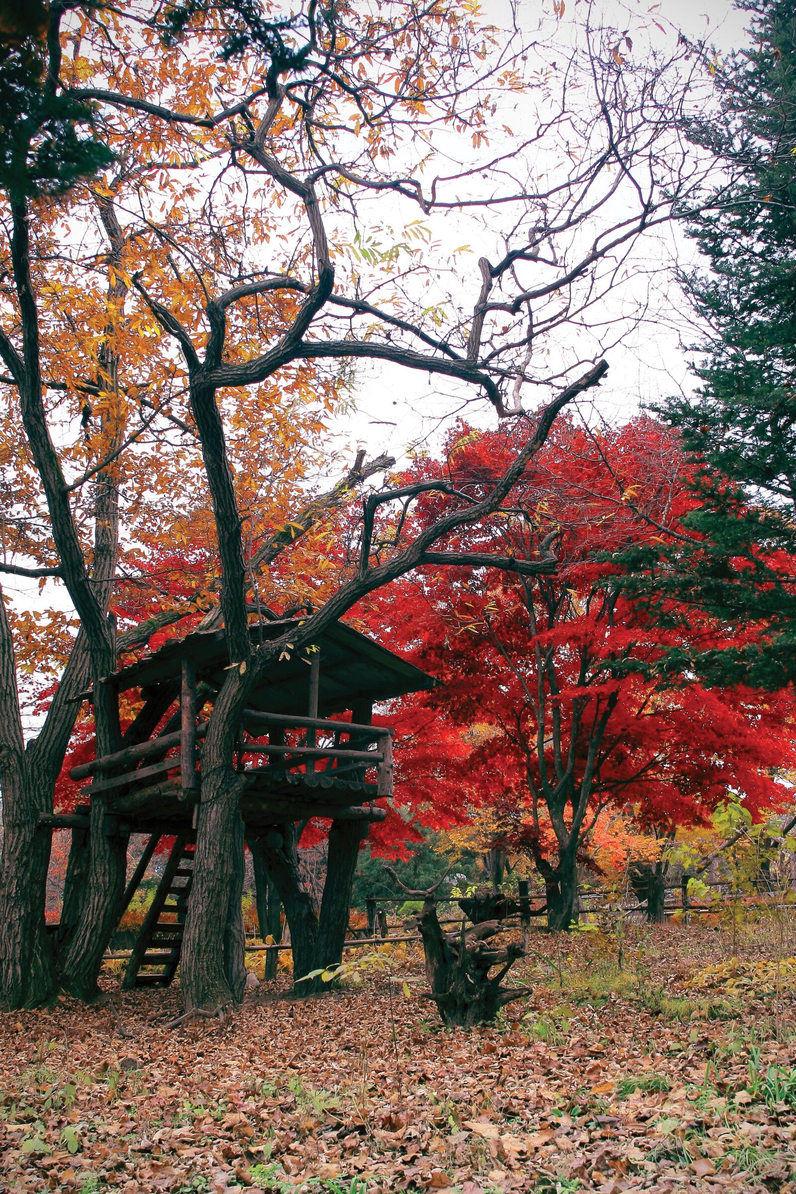 Canon EOS 40D sample photo. Korea, tourism, nami photography