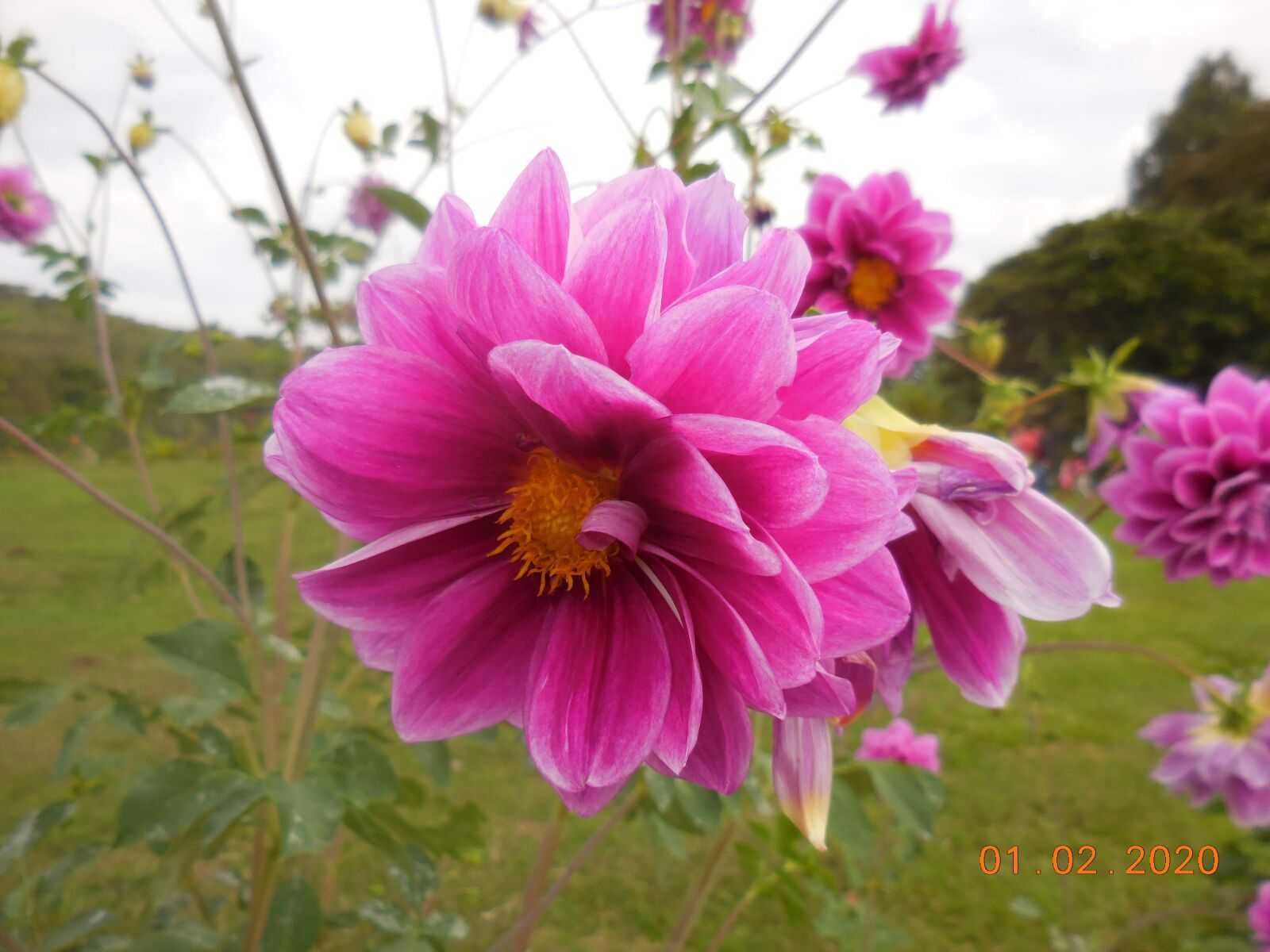 Nikon Coolpix S6800 sample photo. Color, nature, flowers photography