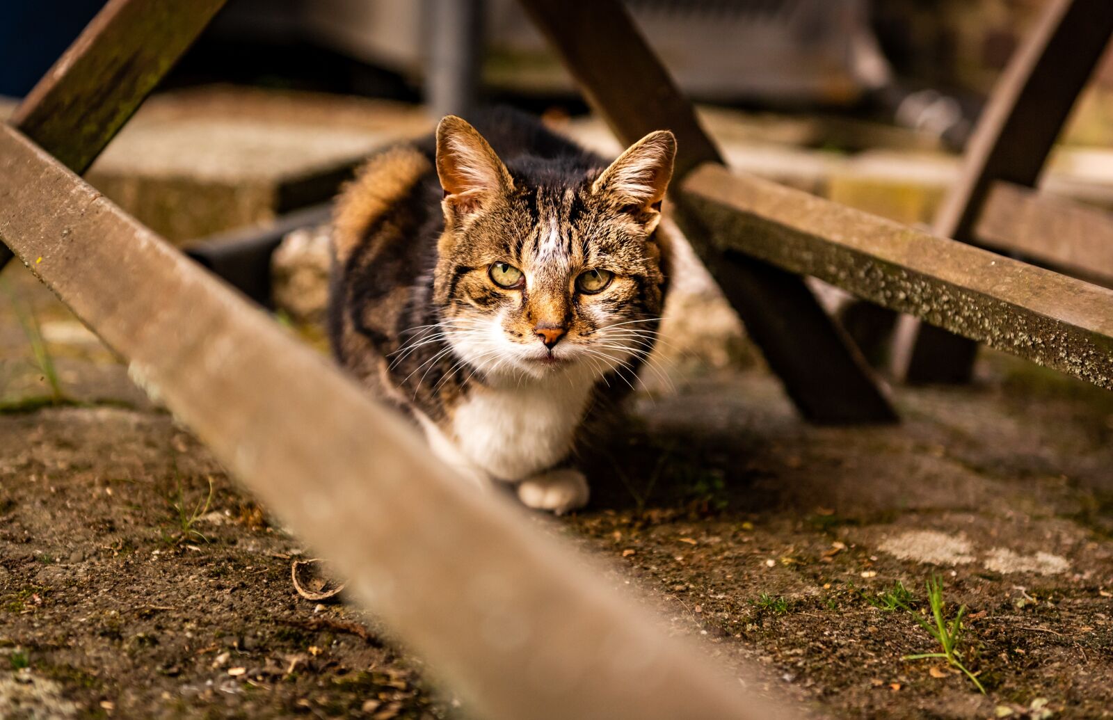 Nikon D750 sample photo. Cute, nature, animal photography