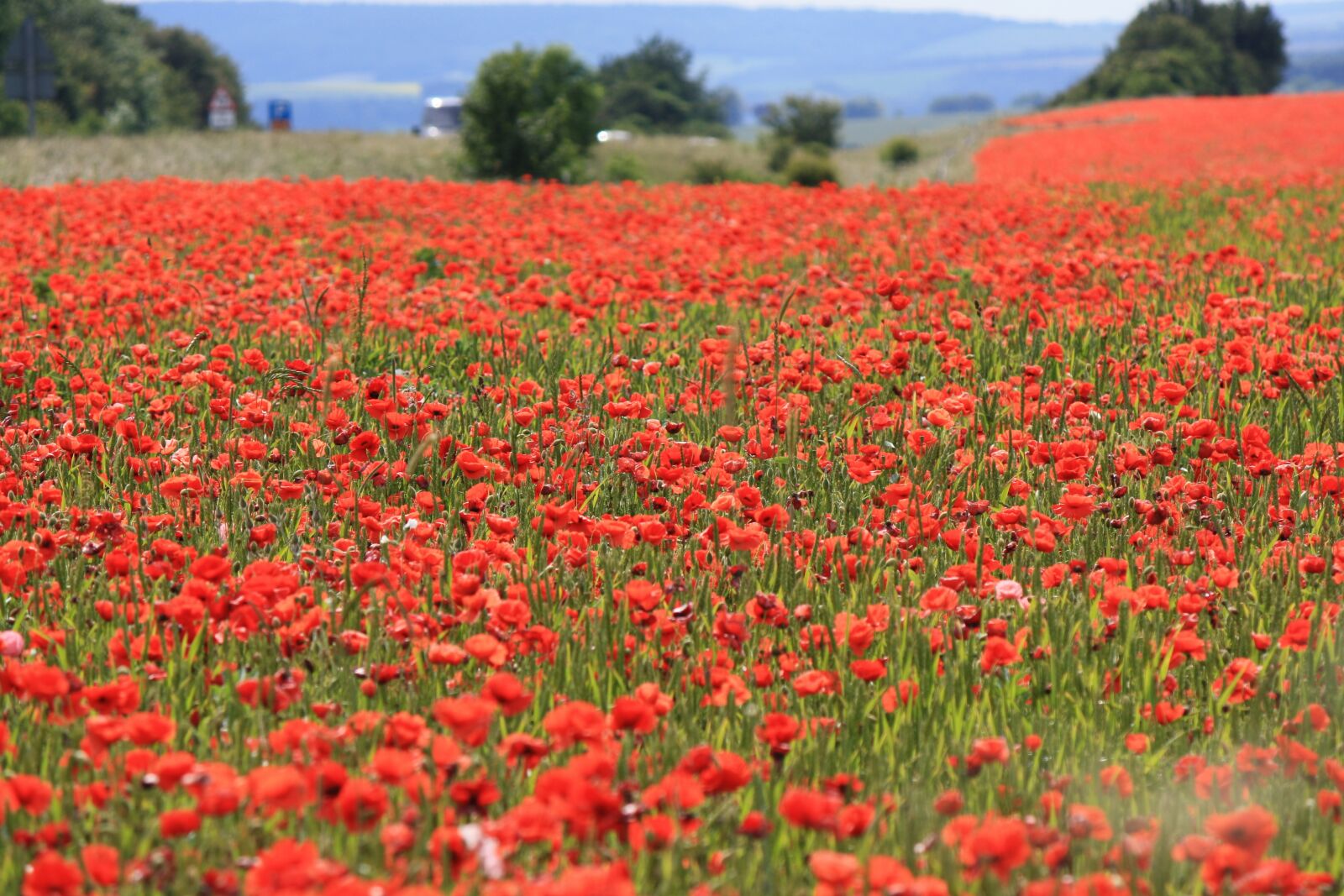 Canon EOS 1000D (EOS Digital Rebel XS / EOS Kiss F) sample photo. Poppies, field, countryside photography