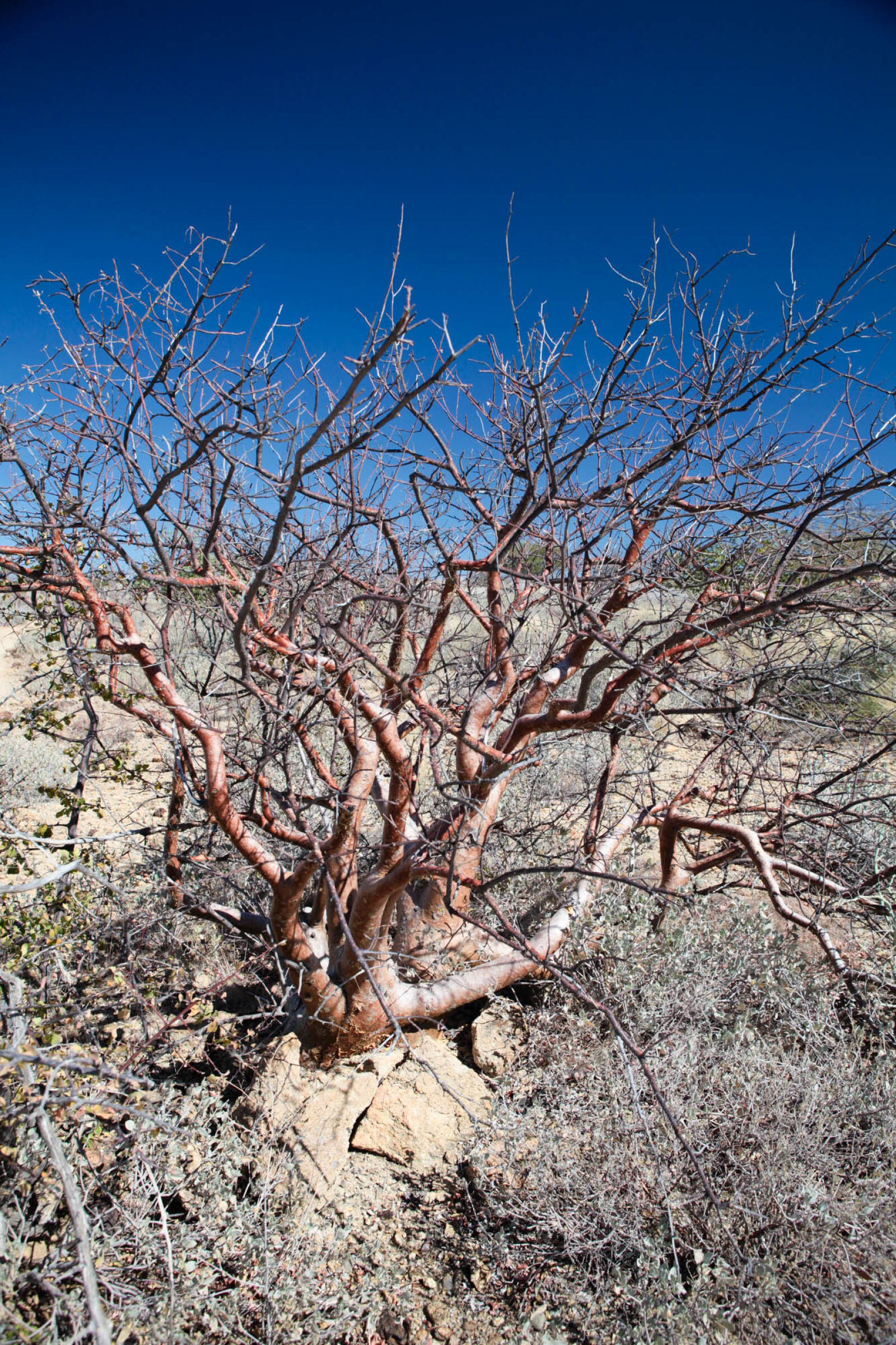 Canon EOS 5D Mark II sample photo. Desert, tree, dry, landcsape photography