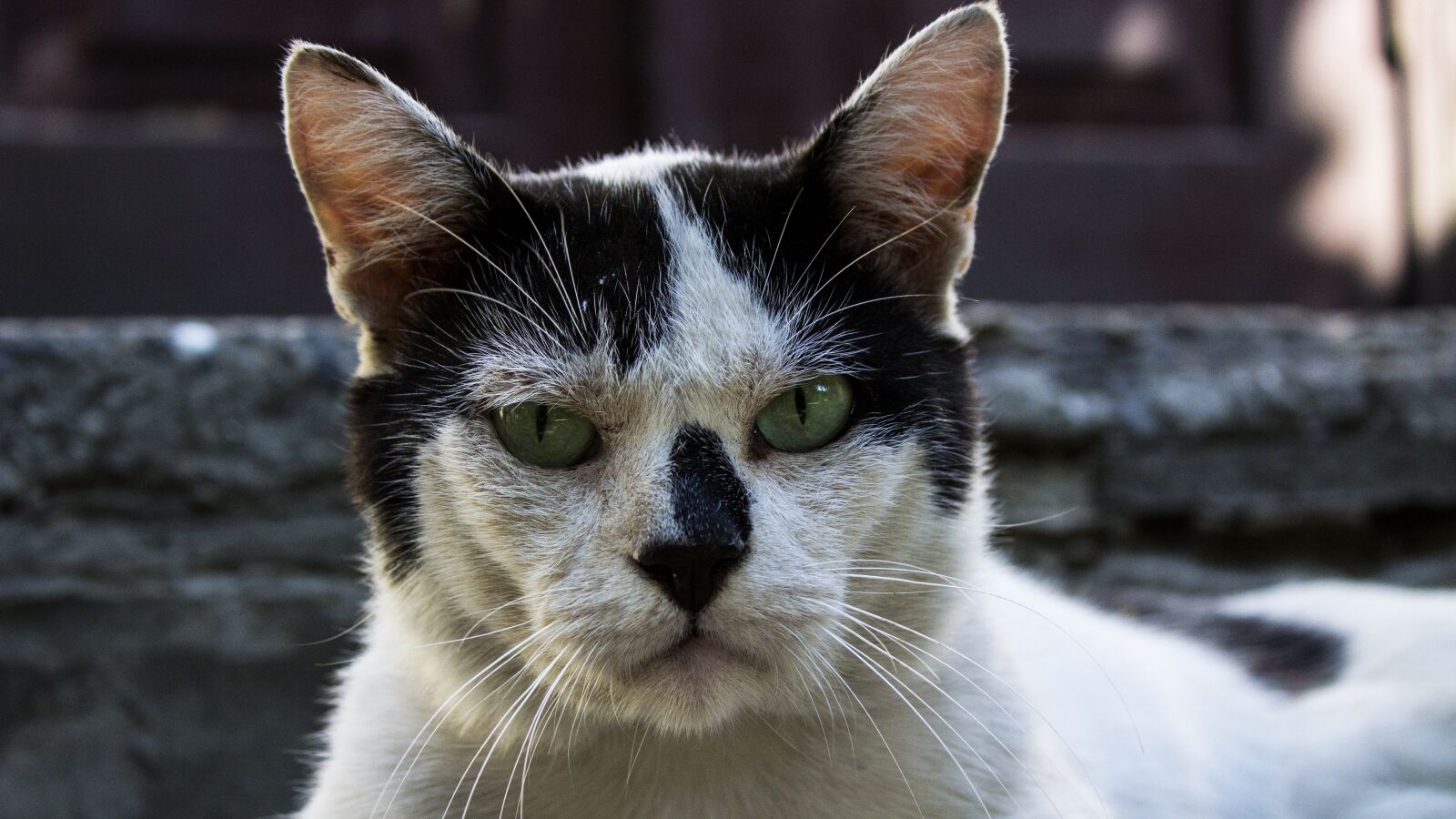 Canon EOS 1200D (EOS Rebel T5 / EOS Kiss X70 / EOS Hi) sample photo. Cats, animal, kitten photography