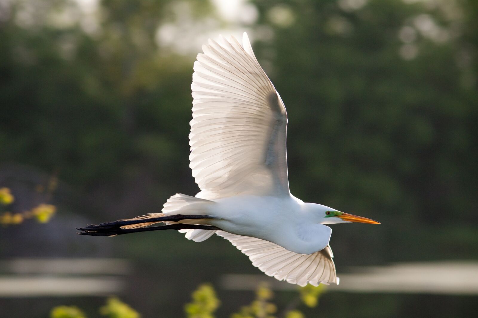 Canon EOS 50D sample photo. Egret, great, bird photography