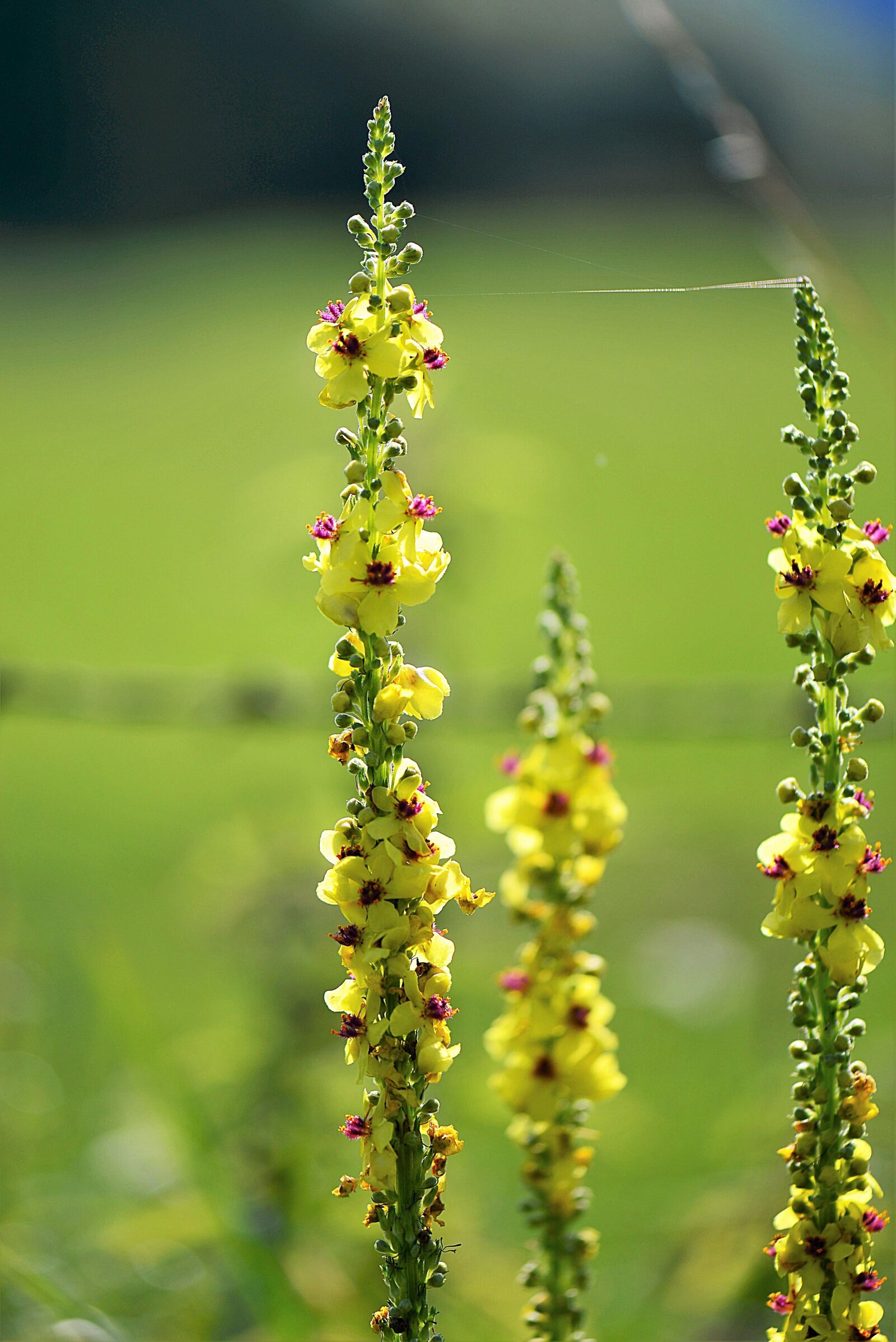 Nikon D610 sample photo. Mullein, flower, flowers photography