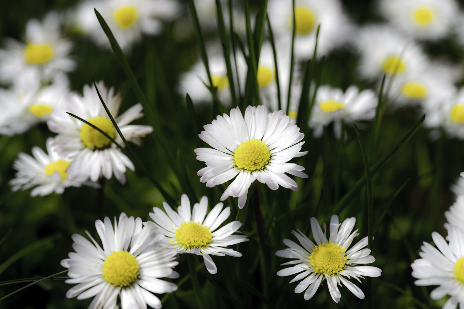Nikon D810 sample photo. Daisy, flower, nature photography